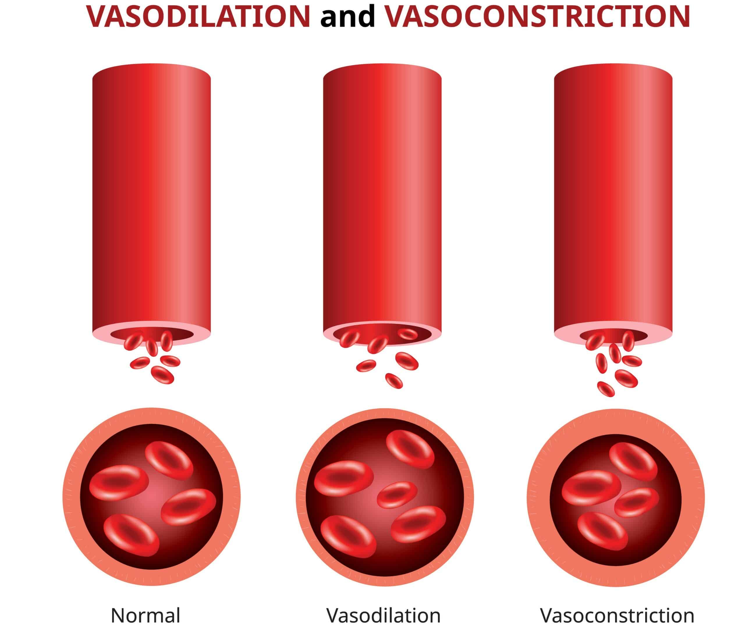 Vasodilation and vasoconstriction.