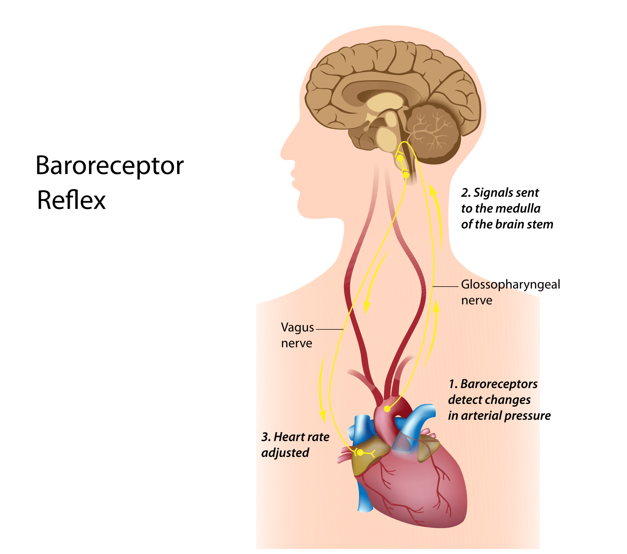 Baroreceptor Reflex Baroreceptors sense changes in blood pressure - diagram of nerves and heart.
