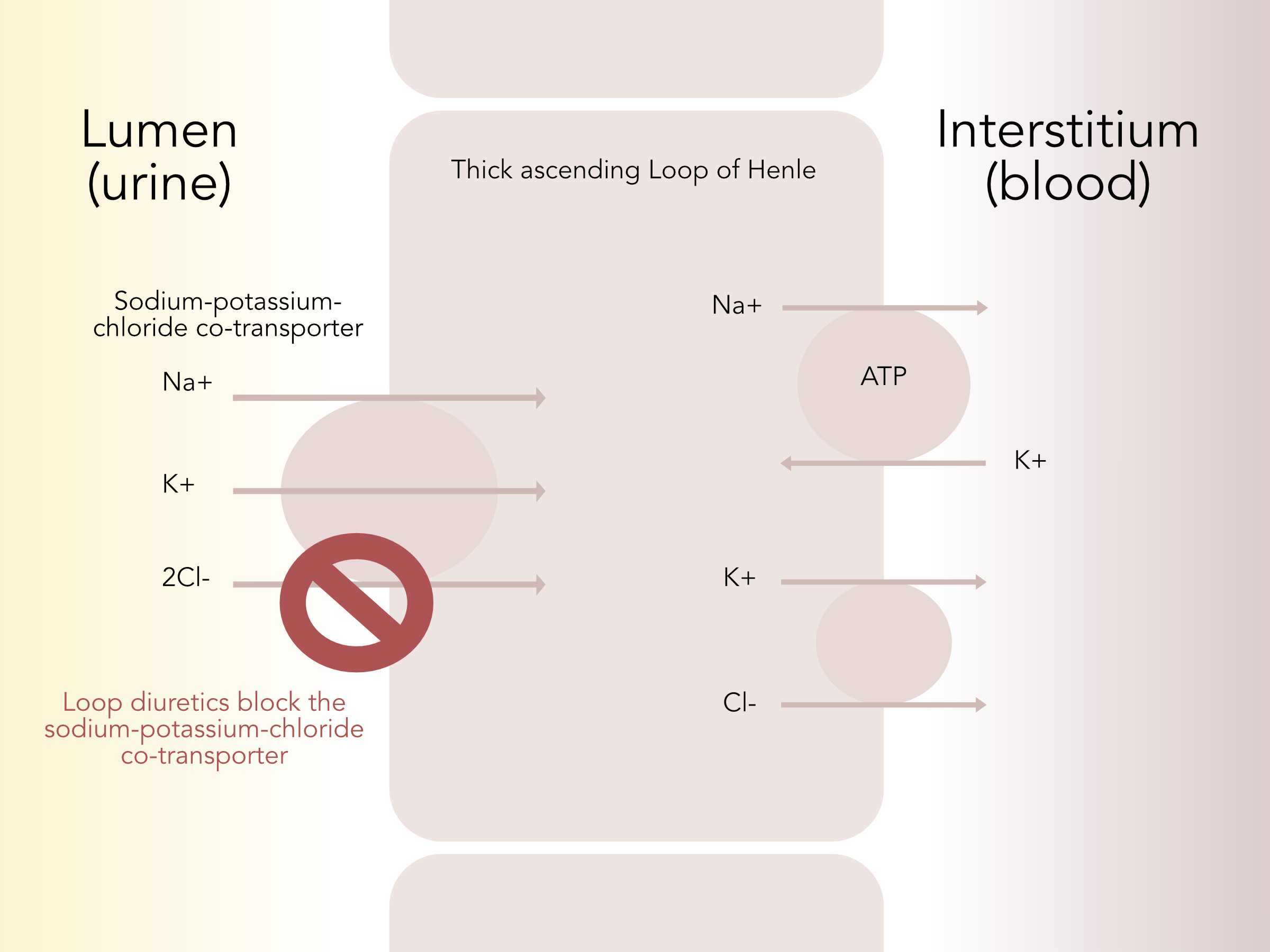 Loop Diuretics at the Loop of Henle Loop diuretics block reabsorption of sodium, potassium, and chloride at the Loop of Henle.