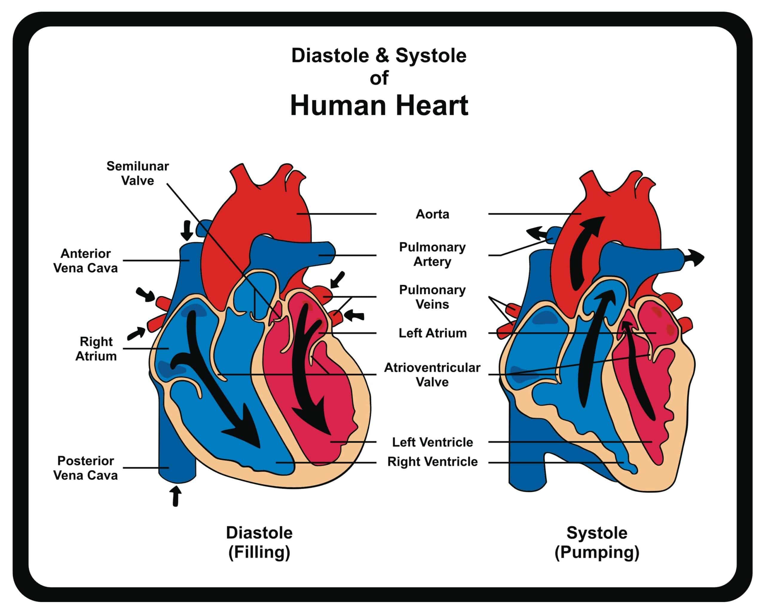 Diagram showing diastole and systole action of the human heart.