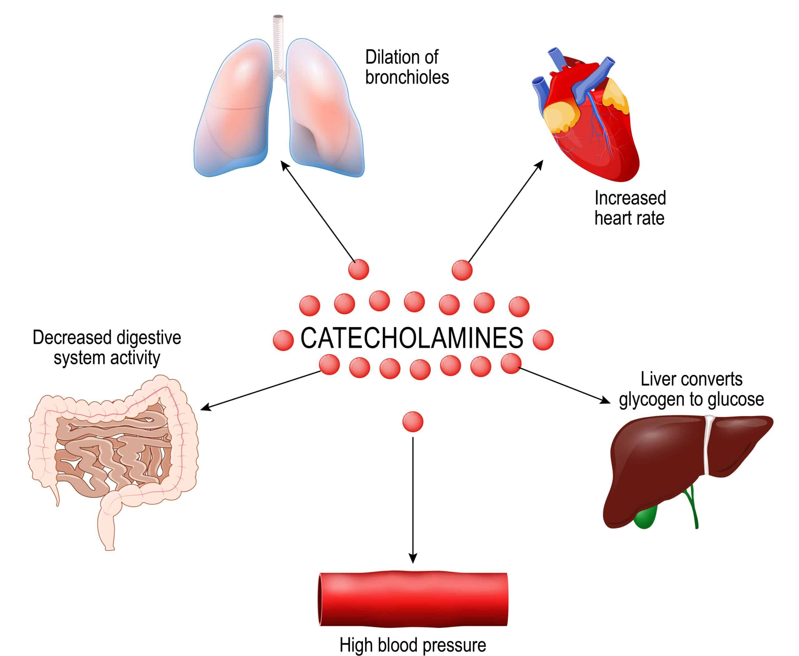 Epinephrine and norepinephrine are catecholamines - effects on multiple body systems.
