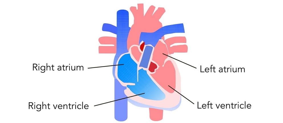 Hemodynamics: Part 1
