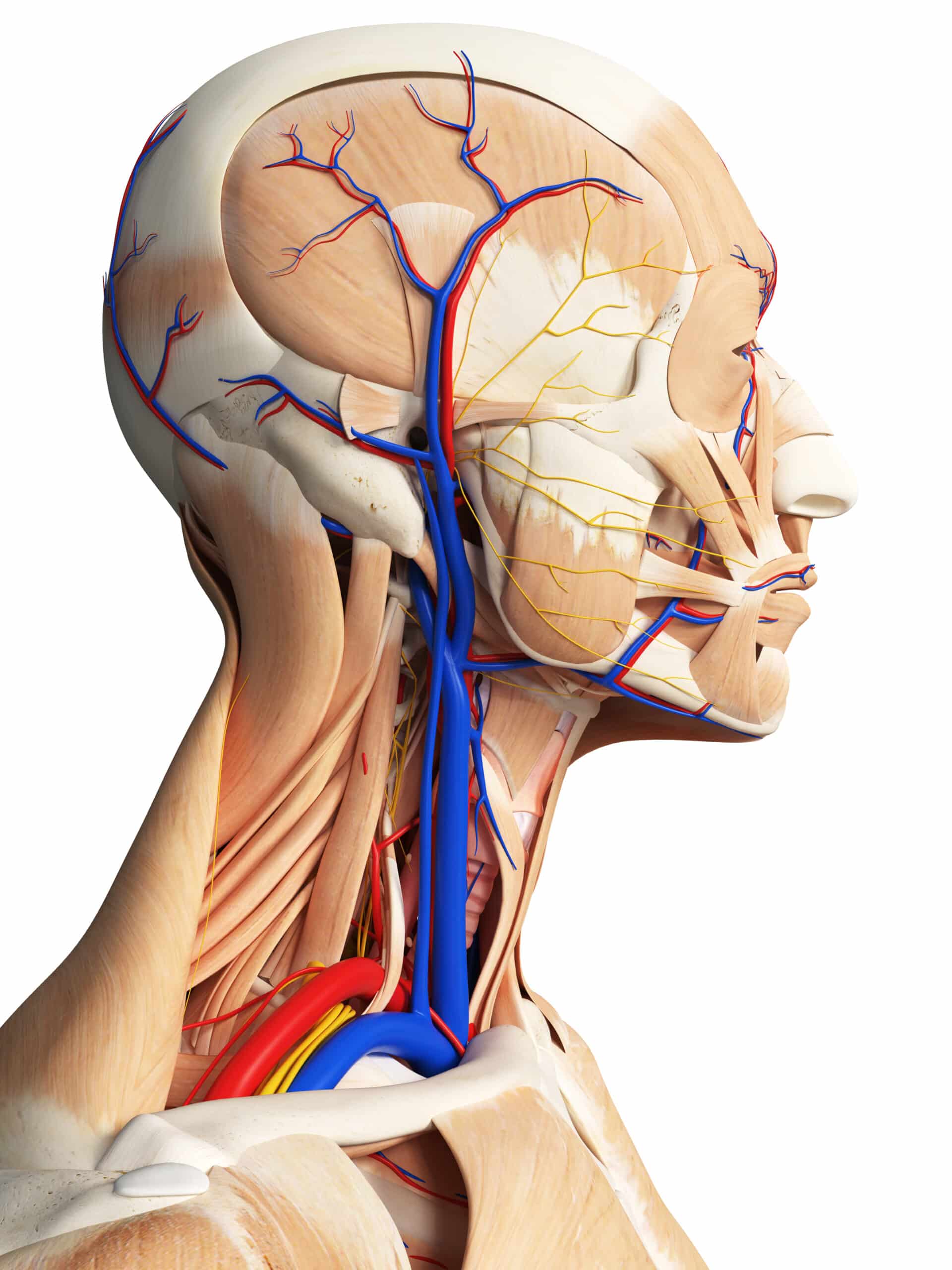 Jugular Vein Distention Jugular vein distention.