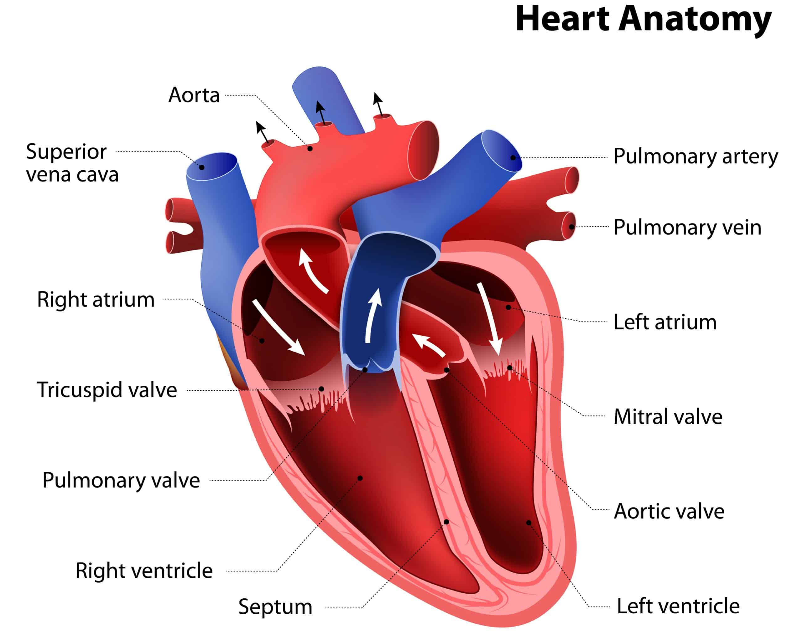 Mitral vs. Aortic Murmurs