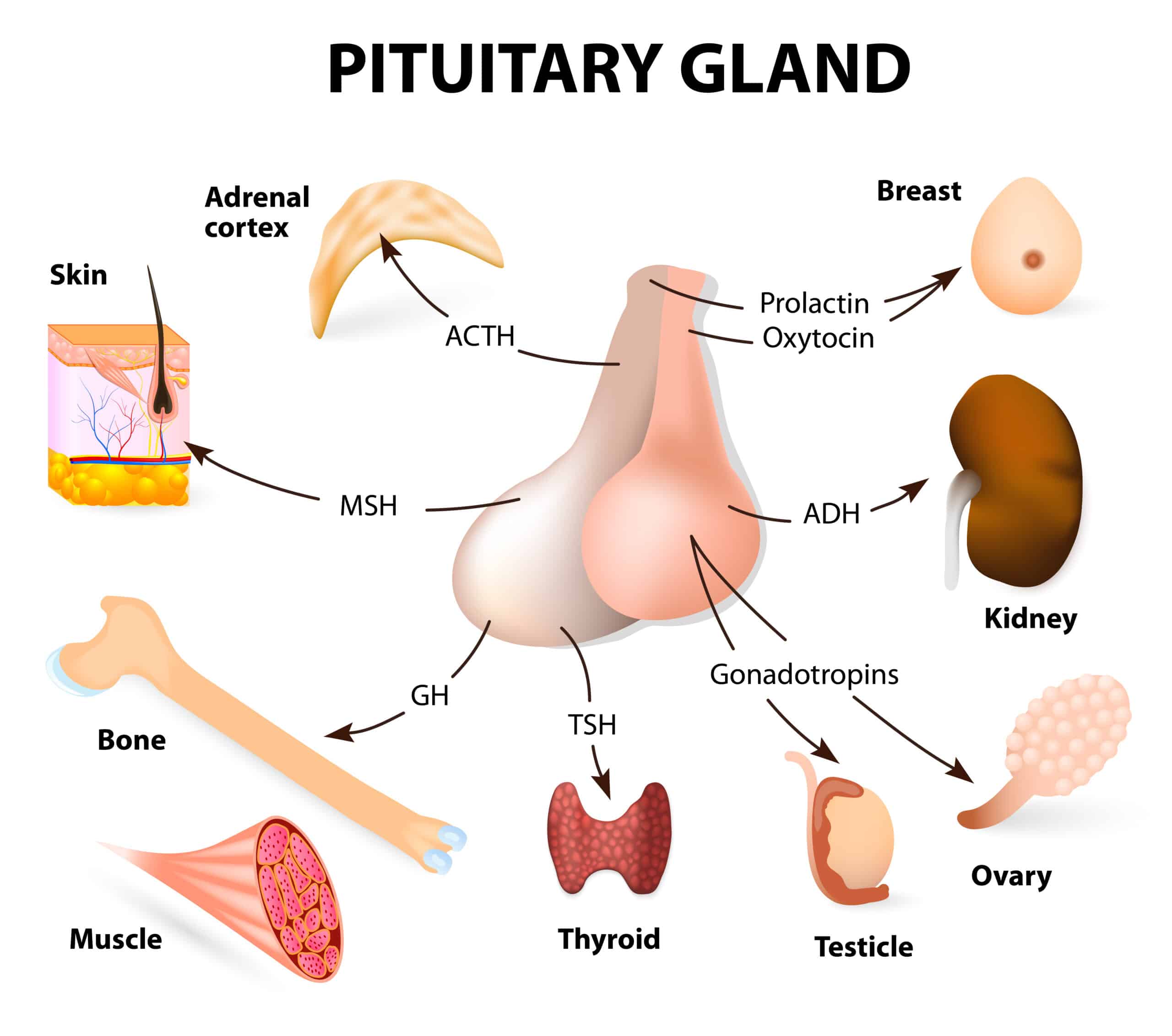 The pituitary gland - Hormone flow chart.