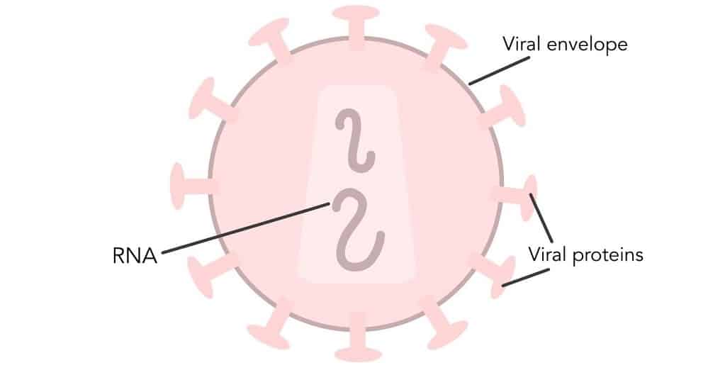 Human Immunodeficiency Virus (HIV)