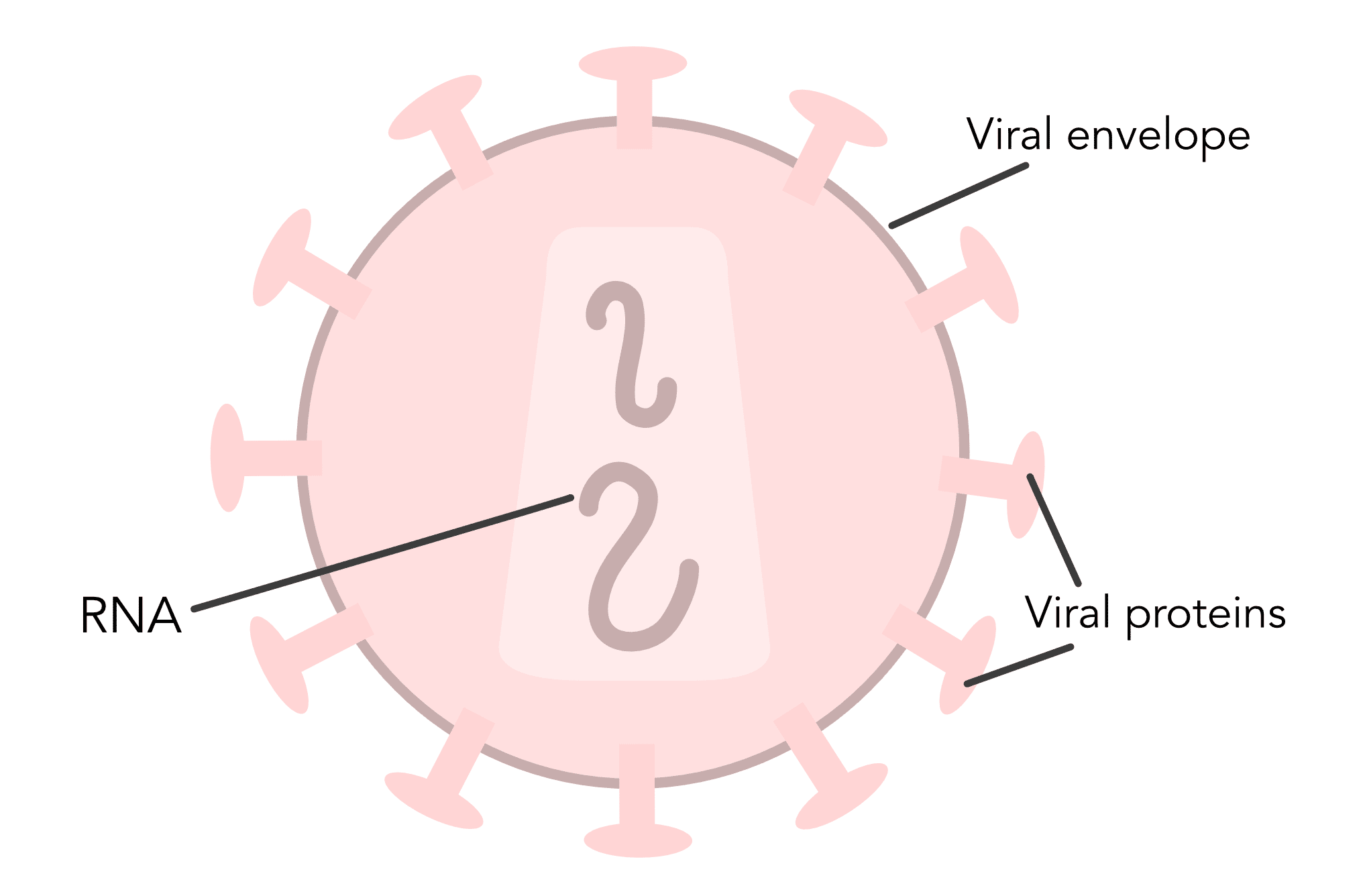 Stages of HIV - diagram of an HIV virus.
