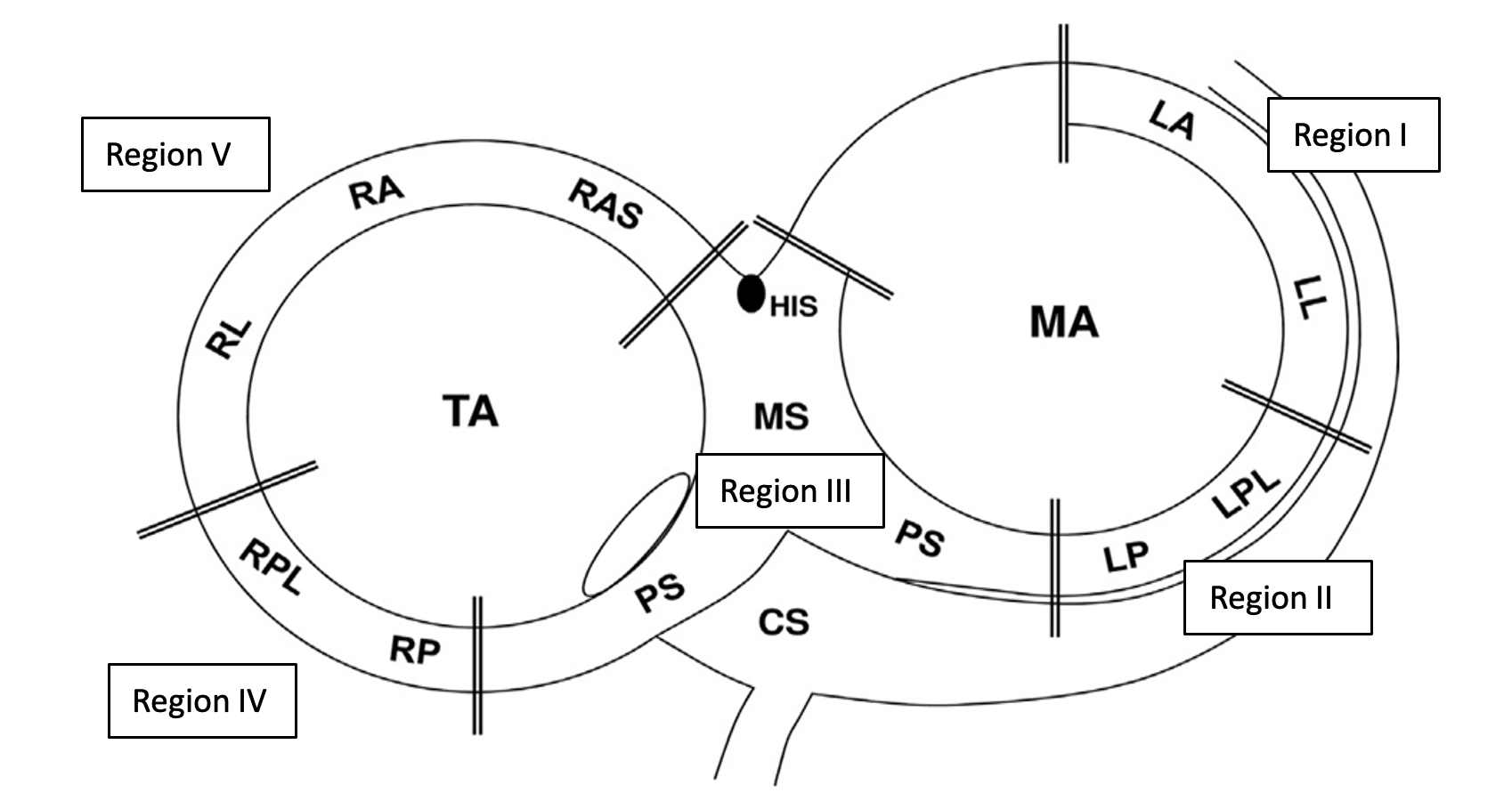 Anatomic definition of accessory pathway location.