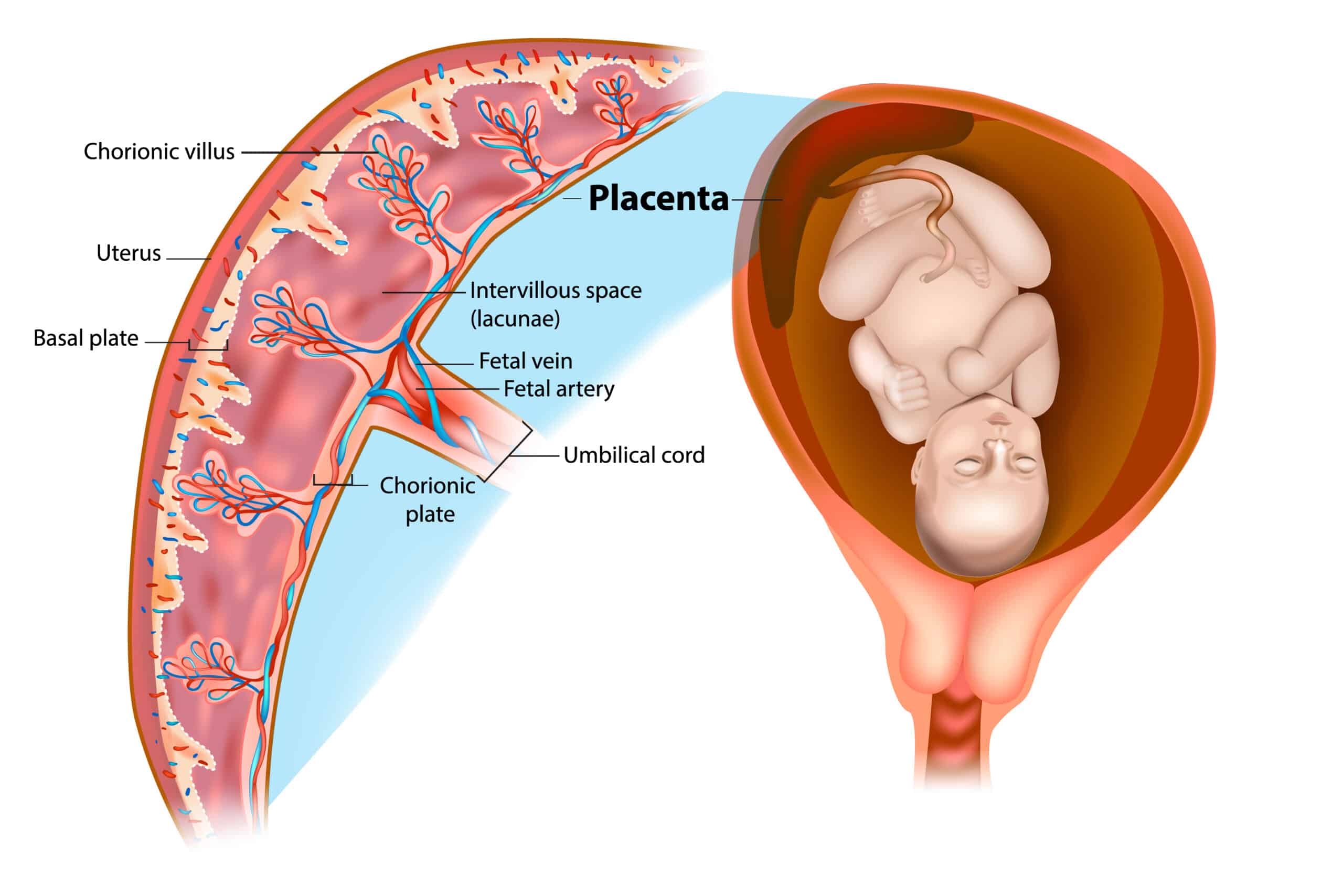 Placenta Oxygen Fetus Baby in womb with a cross section of the placenta.