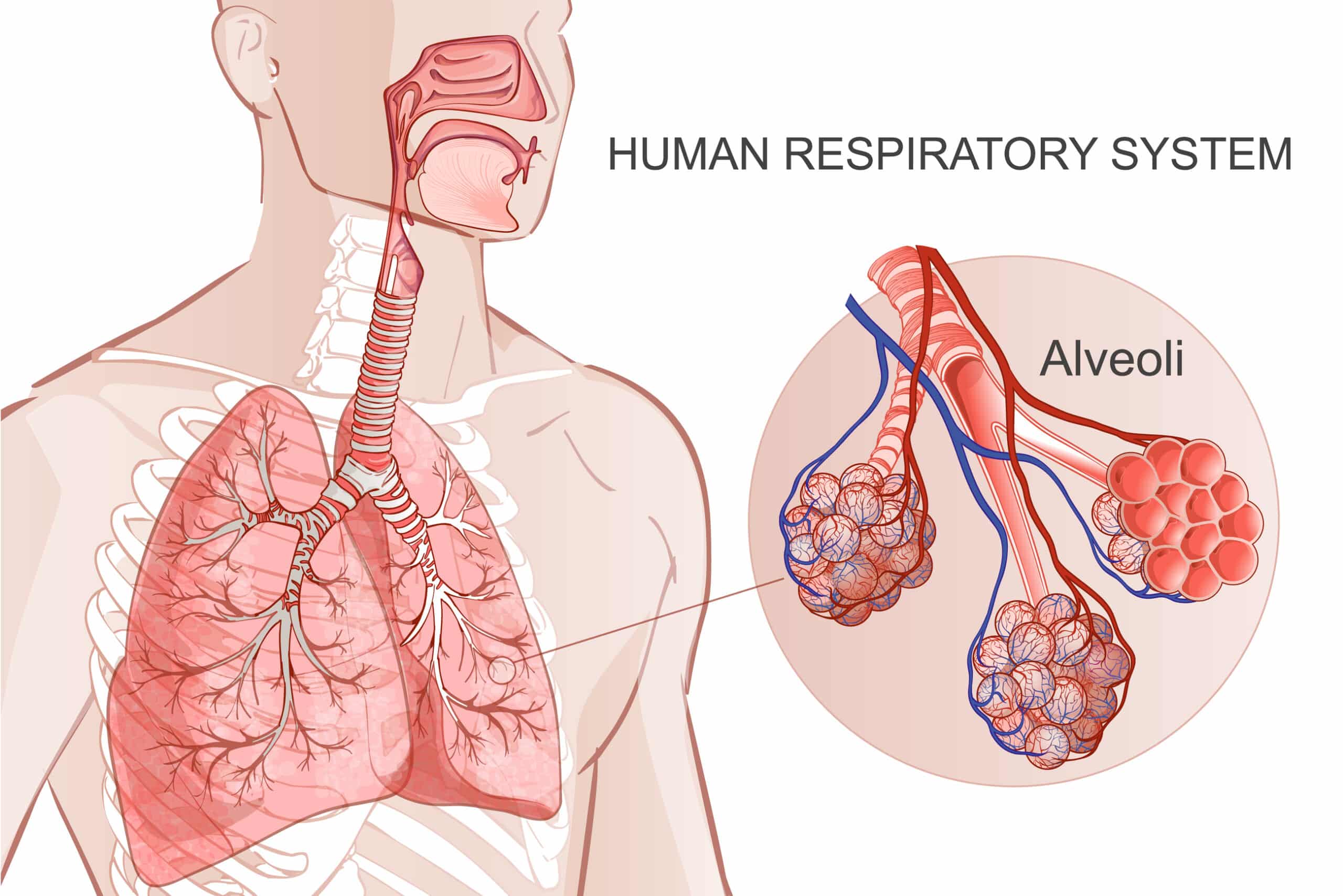 Diagram of the lungs and alveoli.