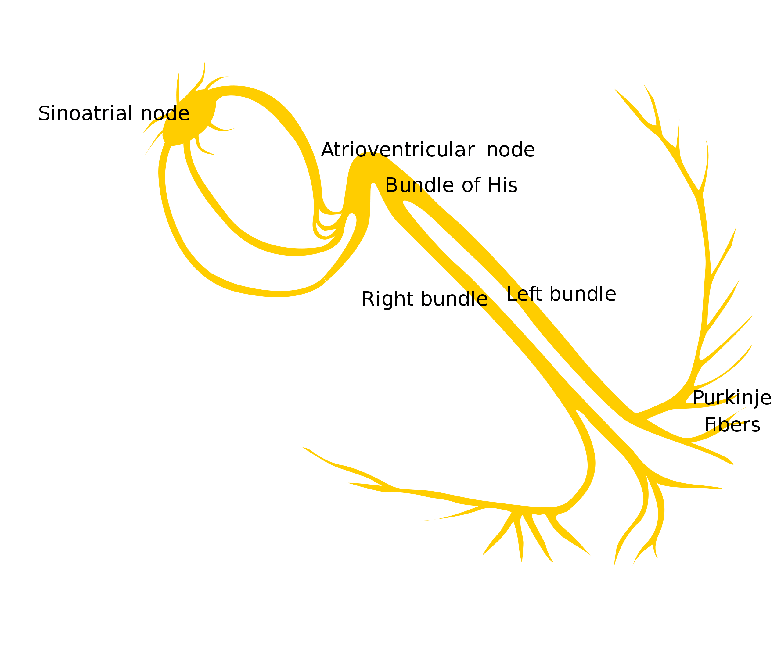 Atrioventricular Blocks