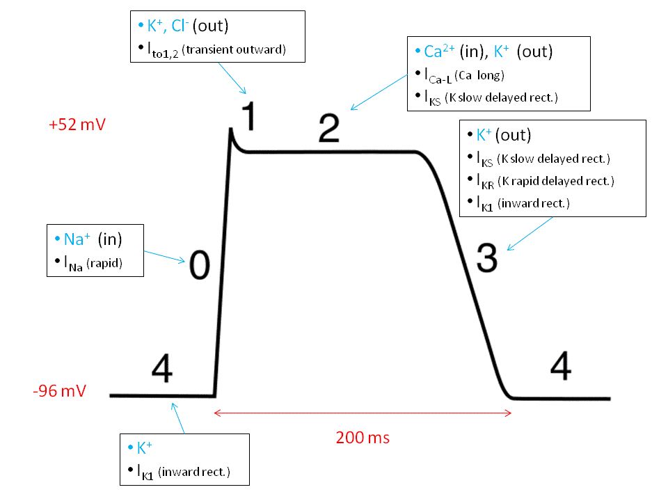 Myocyte action potential.