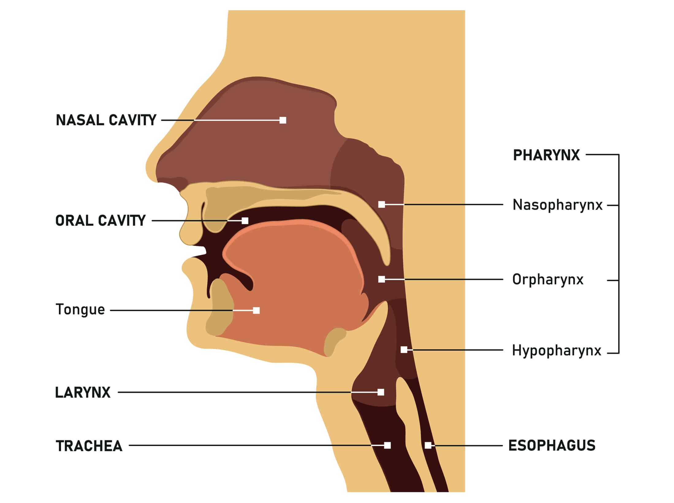Airway anatomy.