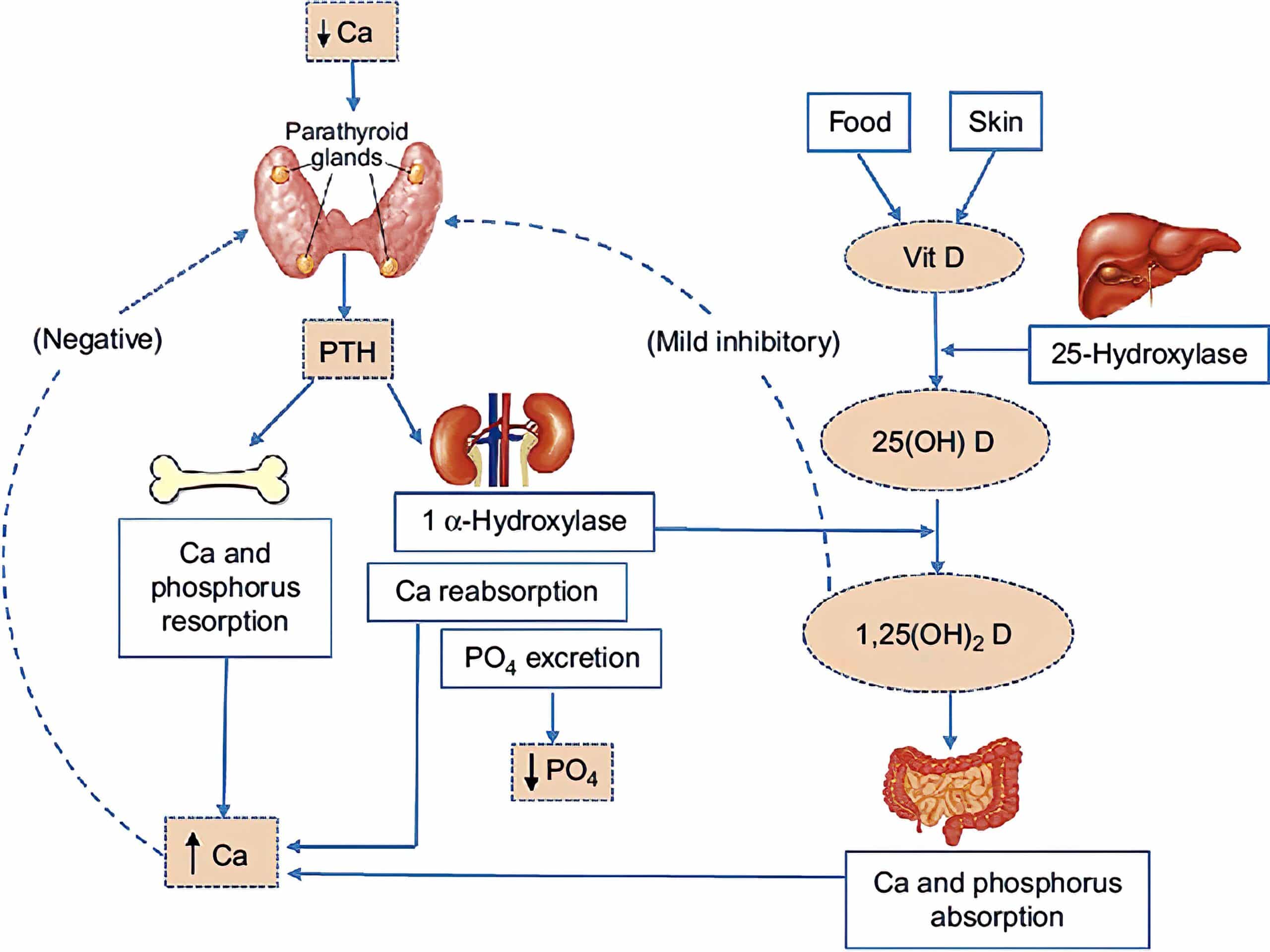 Calcium regulation.