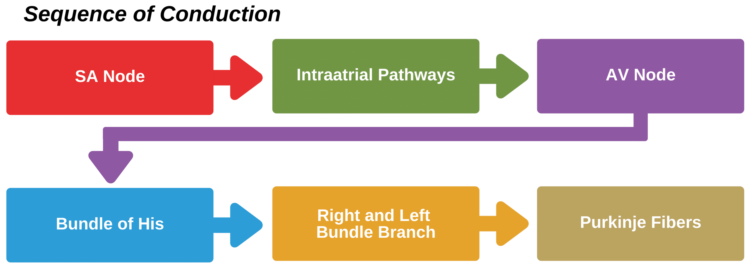 The sequence of conduction infographic.