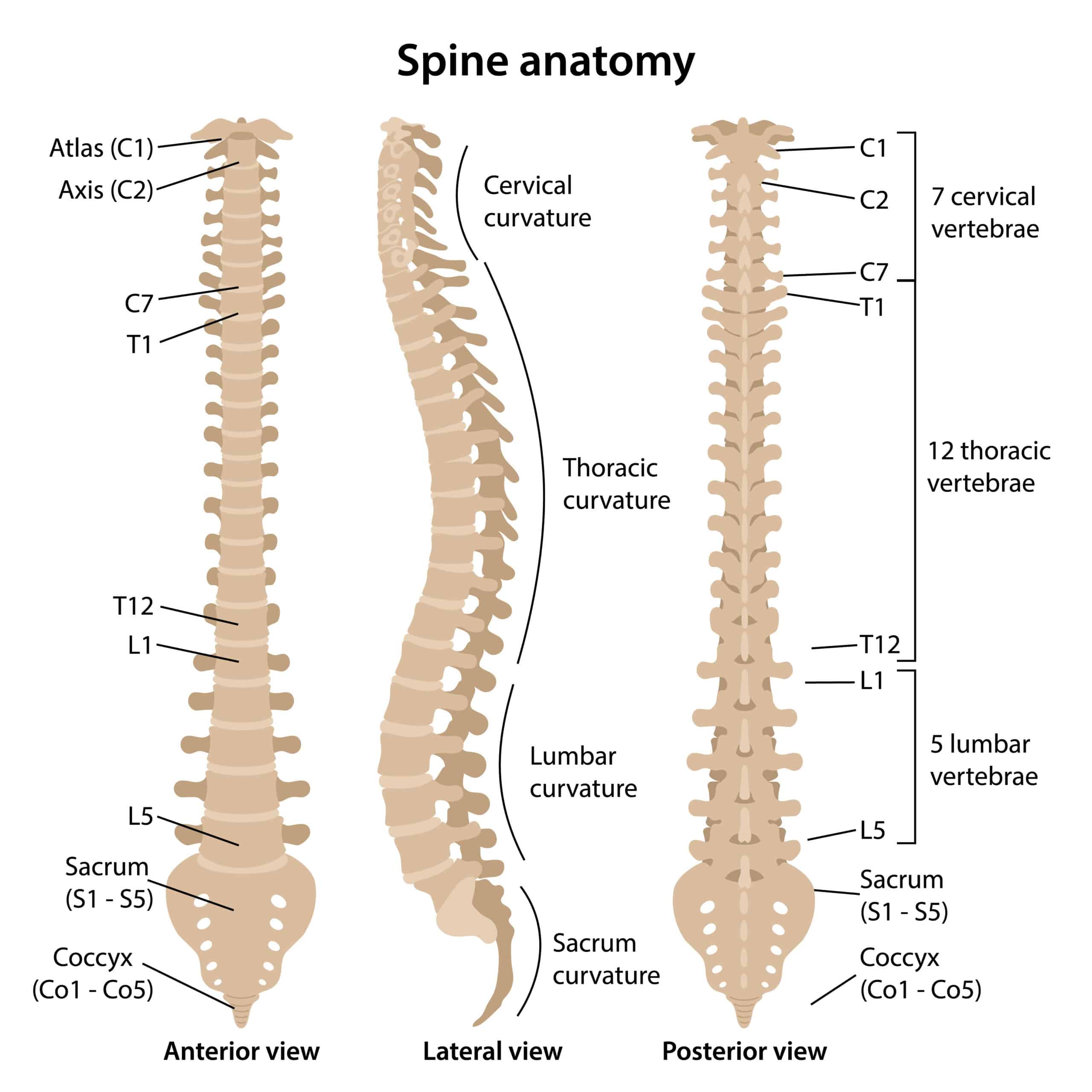 Neurogenic Shock vs. Spinal Shock