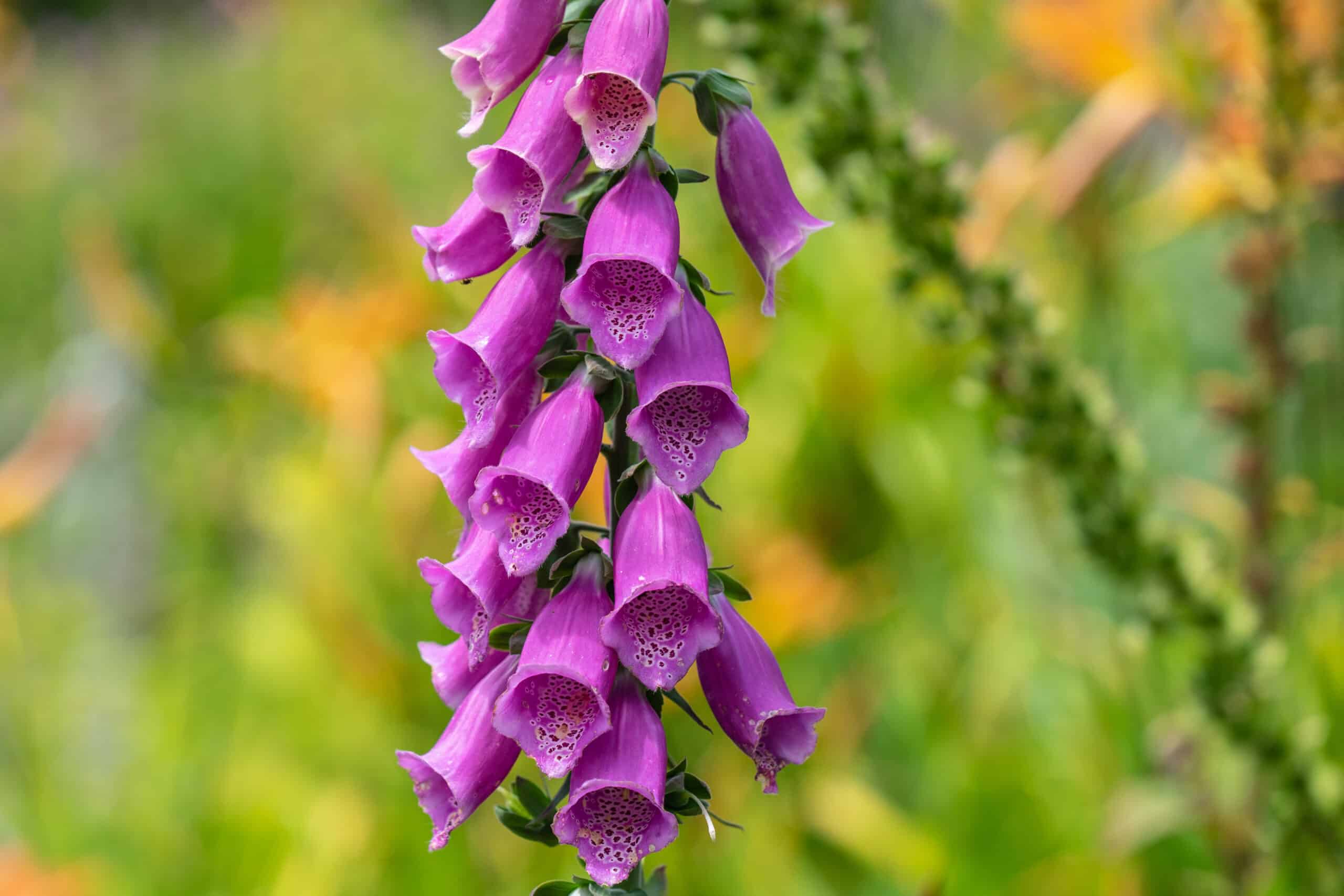 Foxglove AKA the digitalis plant.