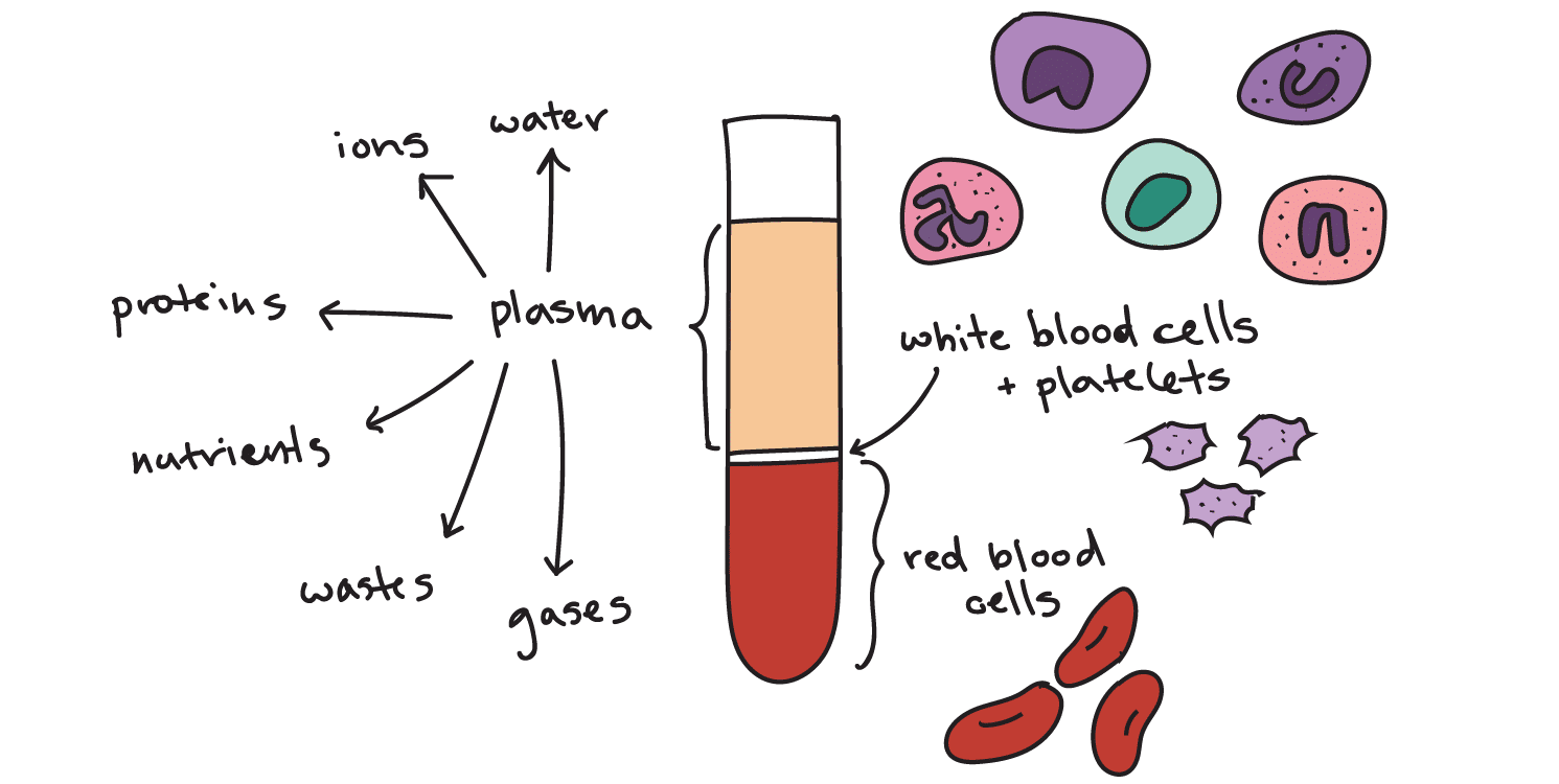 Albumin (protein), glucose, and sodium in the blood.