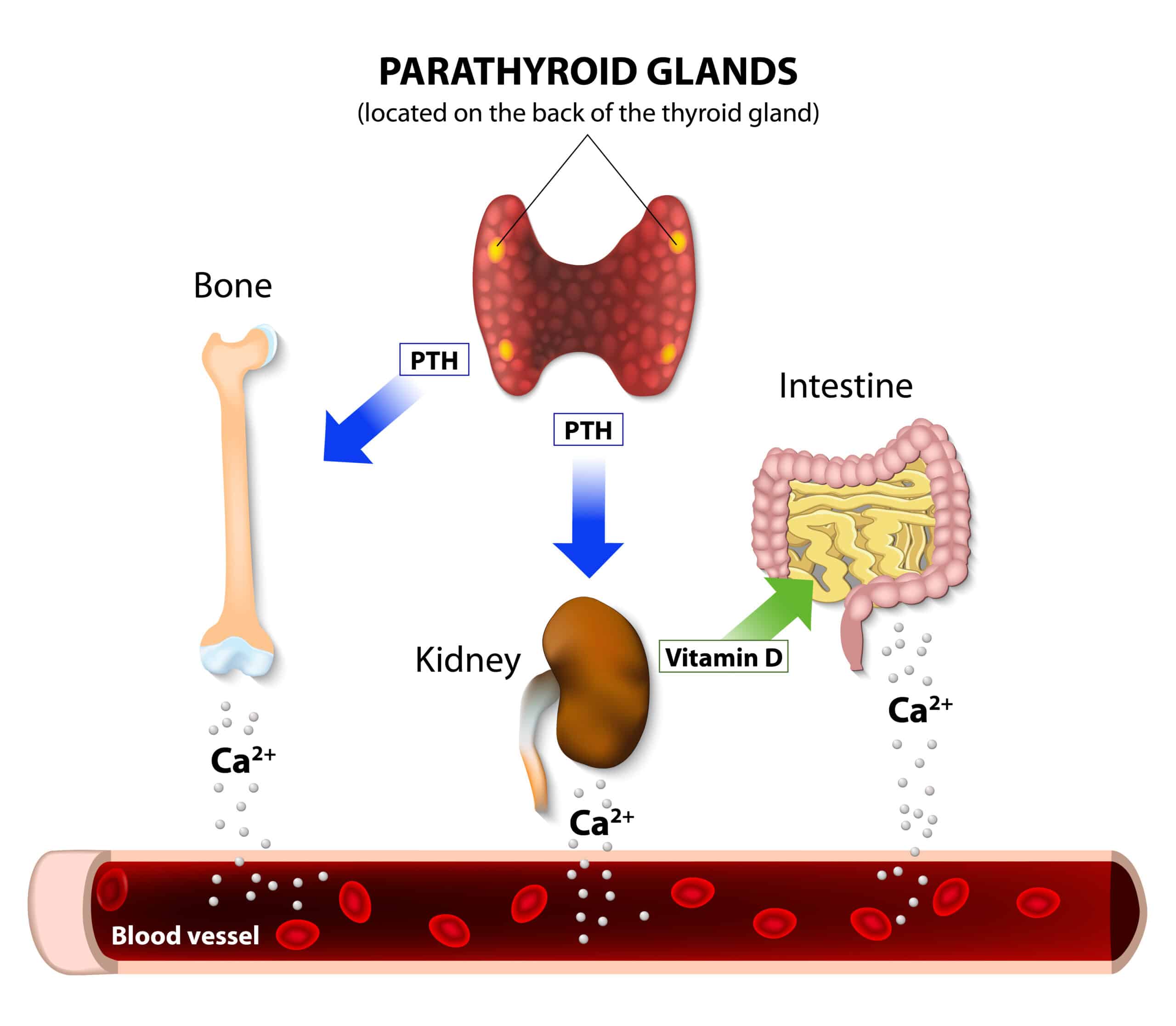 The parathyroid glands - calcium delivery diagram.