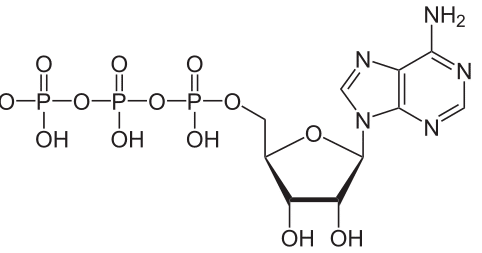 Phosphate is part of the adenosine triphosphate (ATP) molecule.