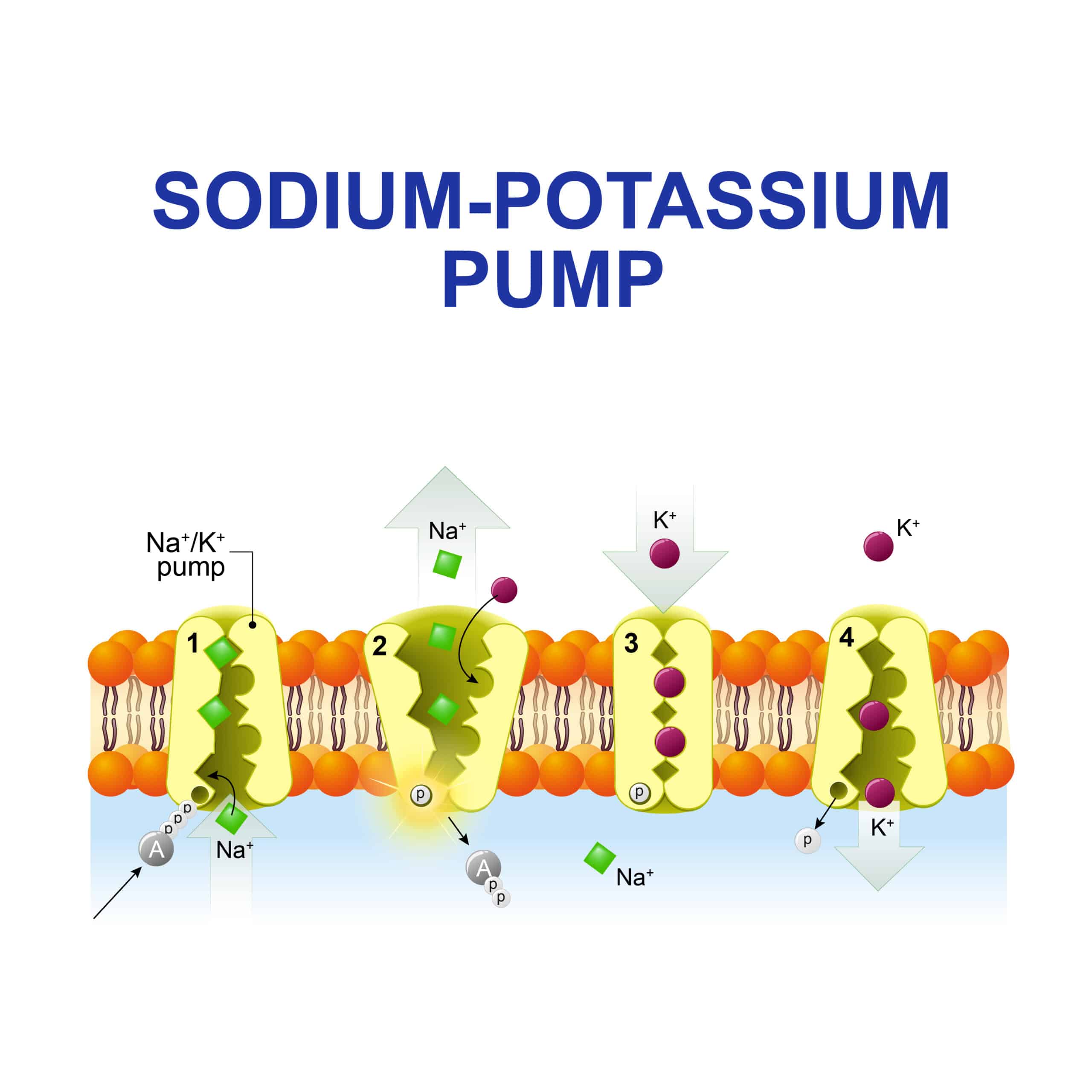 Sodium-potassium pump diagram.