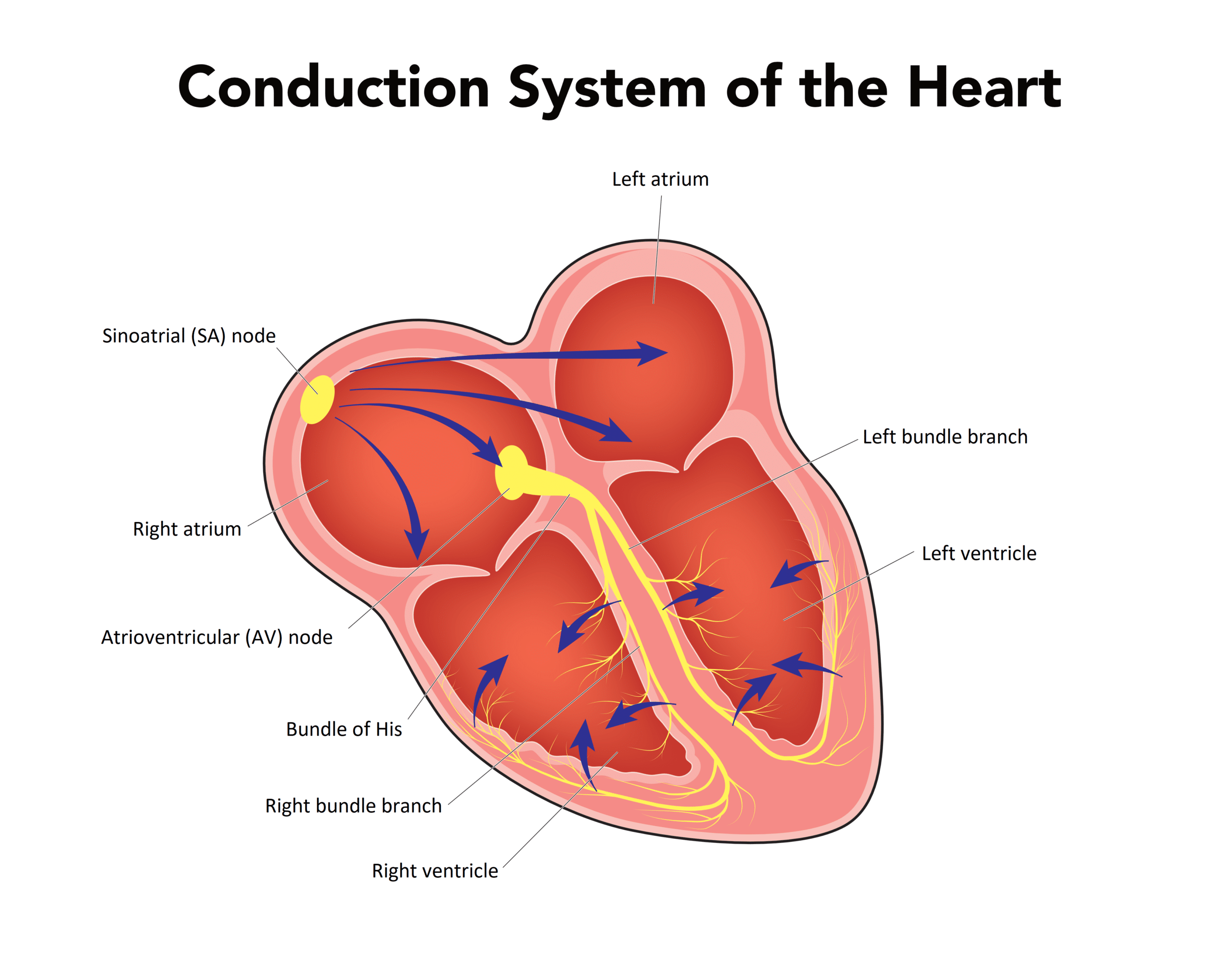 Heart’s conduction system.