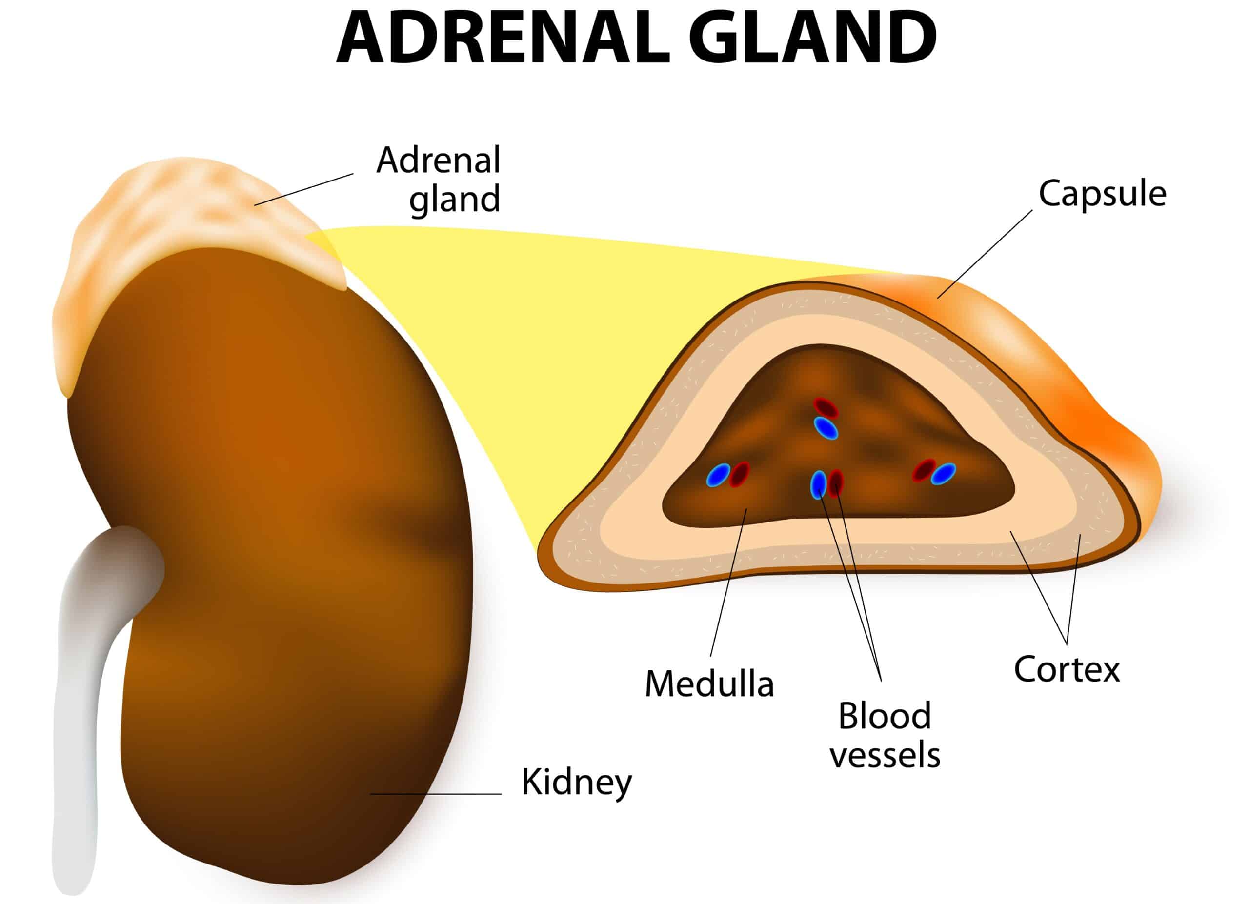 Adrenal glands diagram