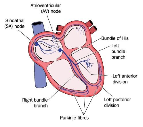 Heart diagram - rhythm originates in the sinoatrial (SA) node.