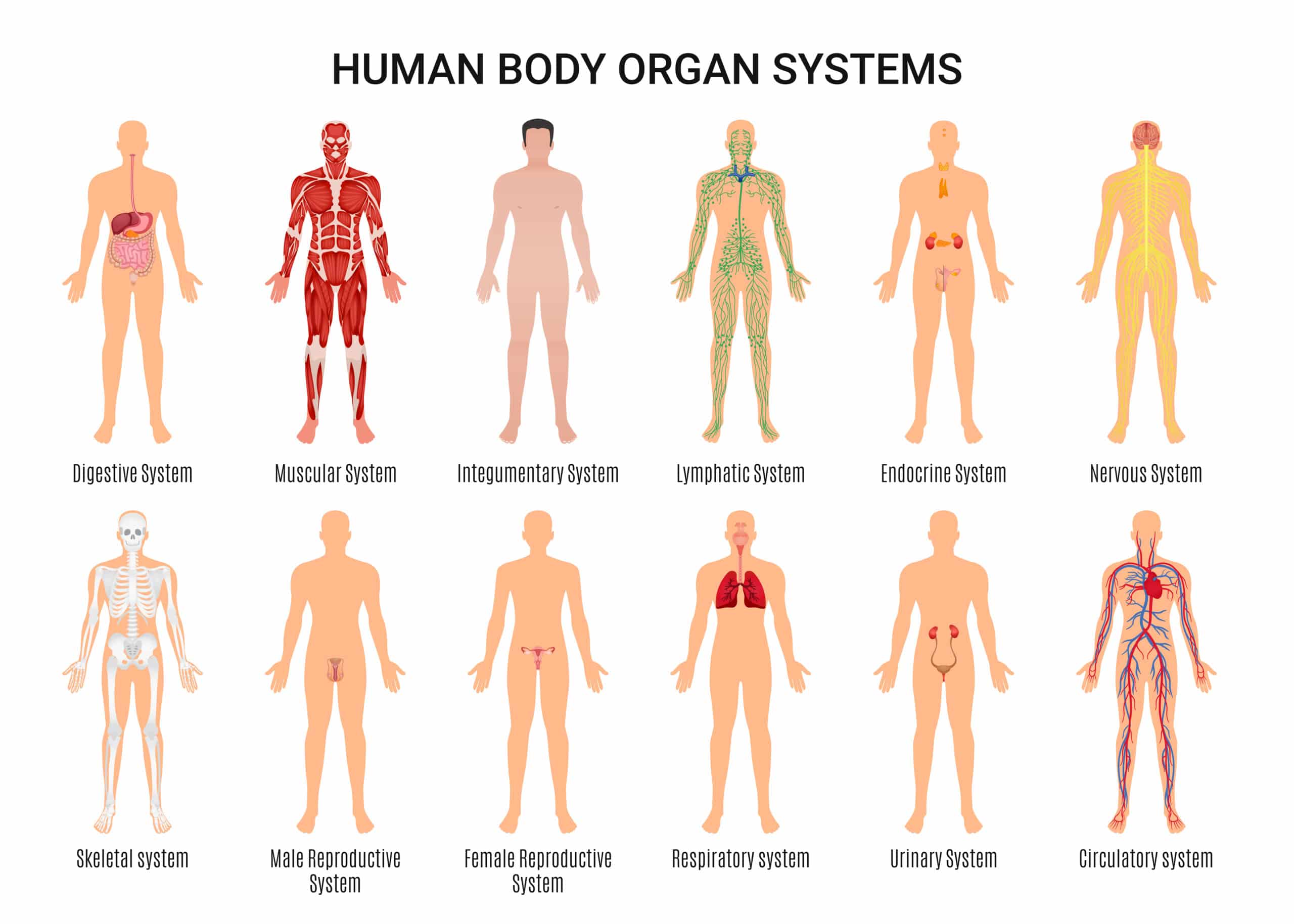 Diagram of the human body organ systems.