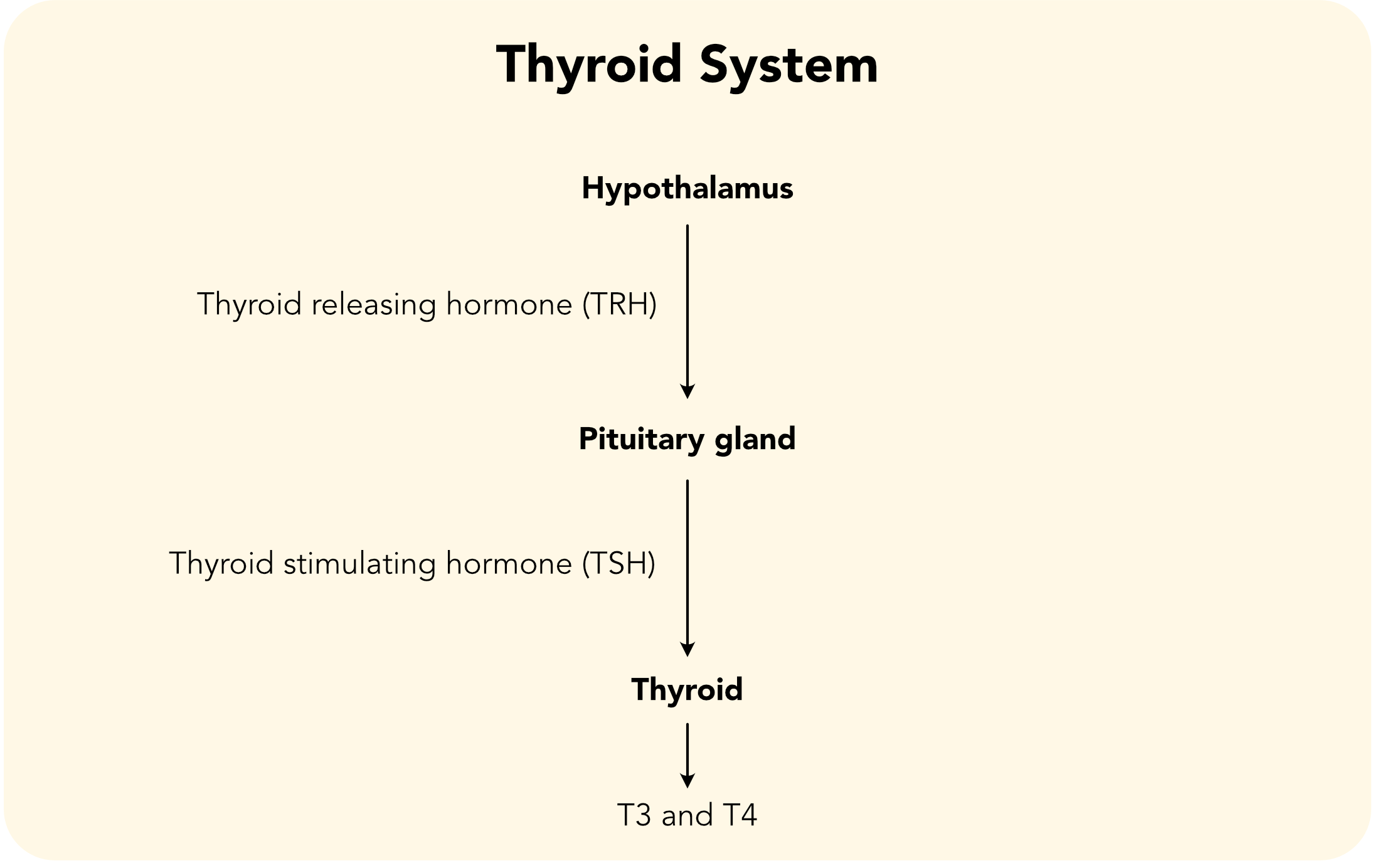 Thyroid system: the production of T3 and T4.