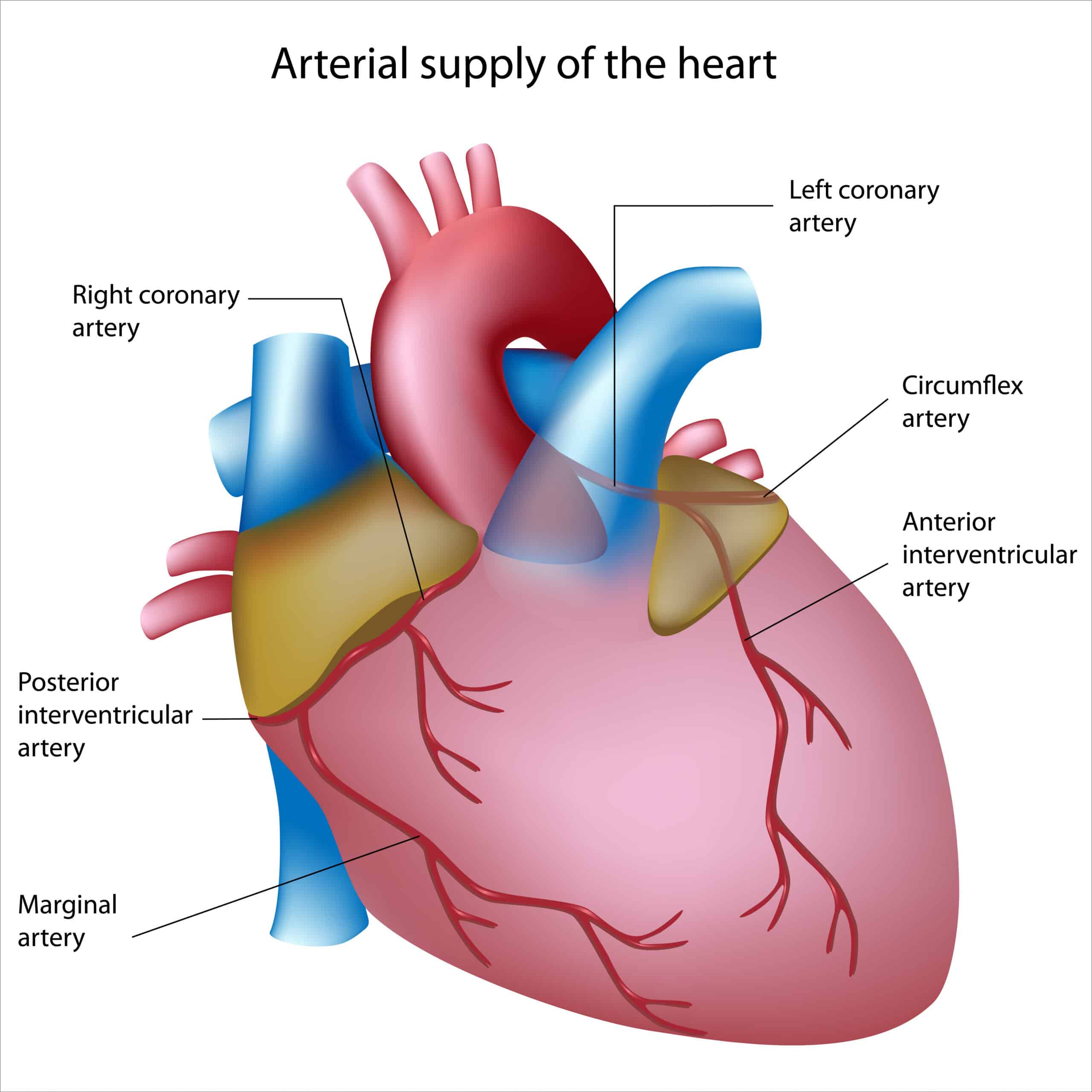 Right coronary artery anatomy.