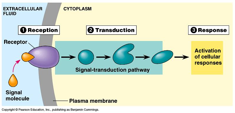 Signal transduction pathway.