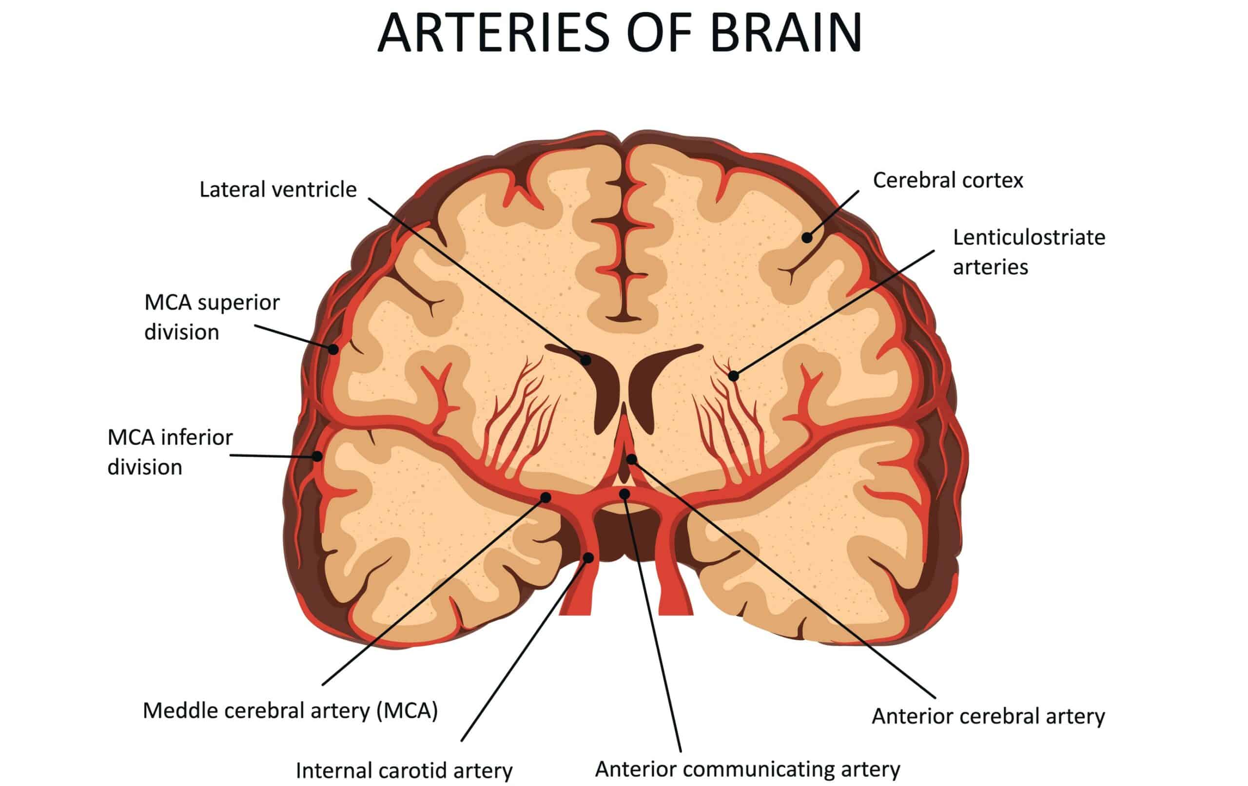 Arteries of the Brain The baroreceptors in the carotid artery sense changes in blood pressure - diagram of the human brain.