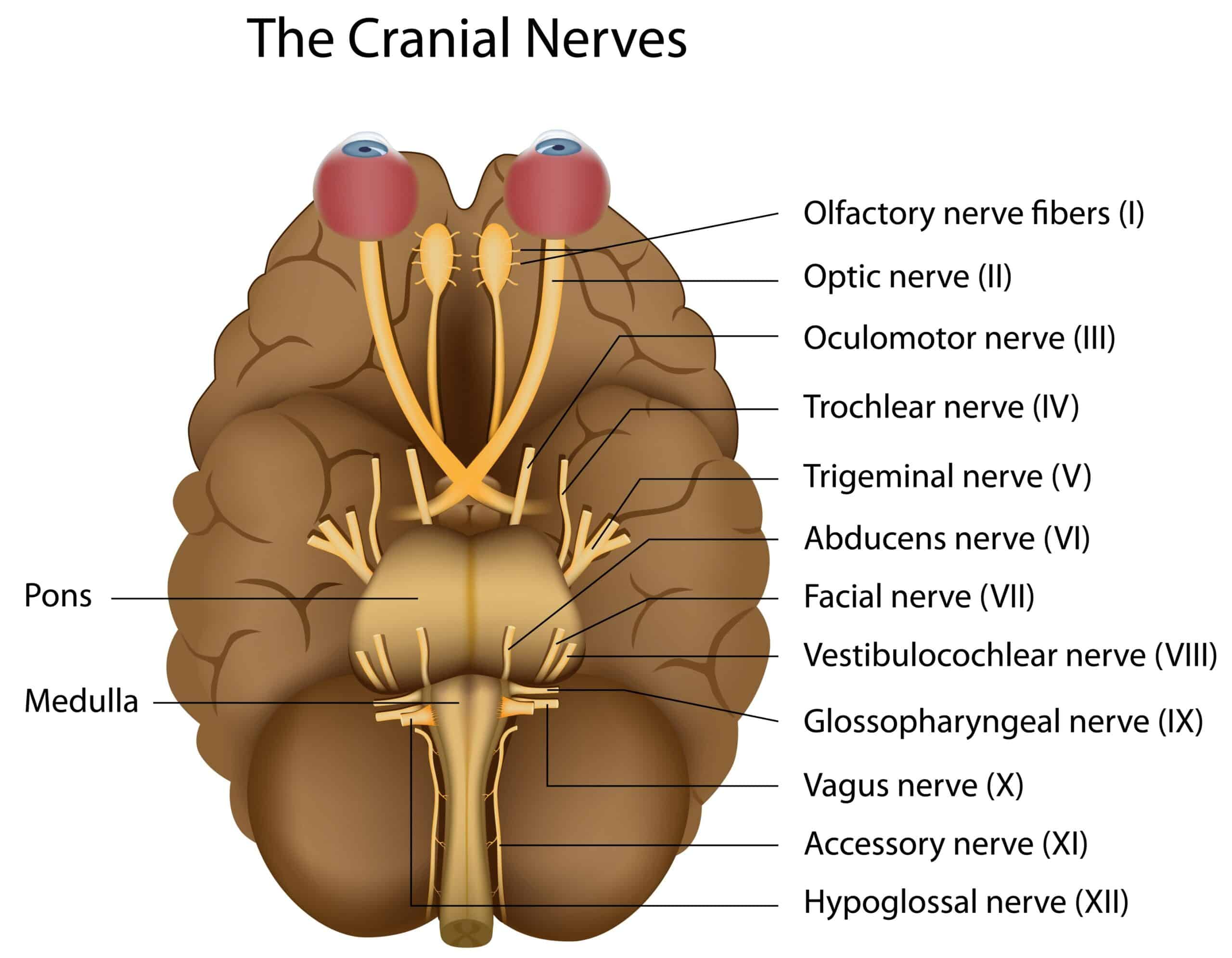 The cranial nerves.