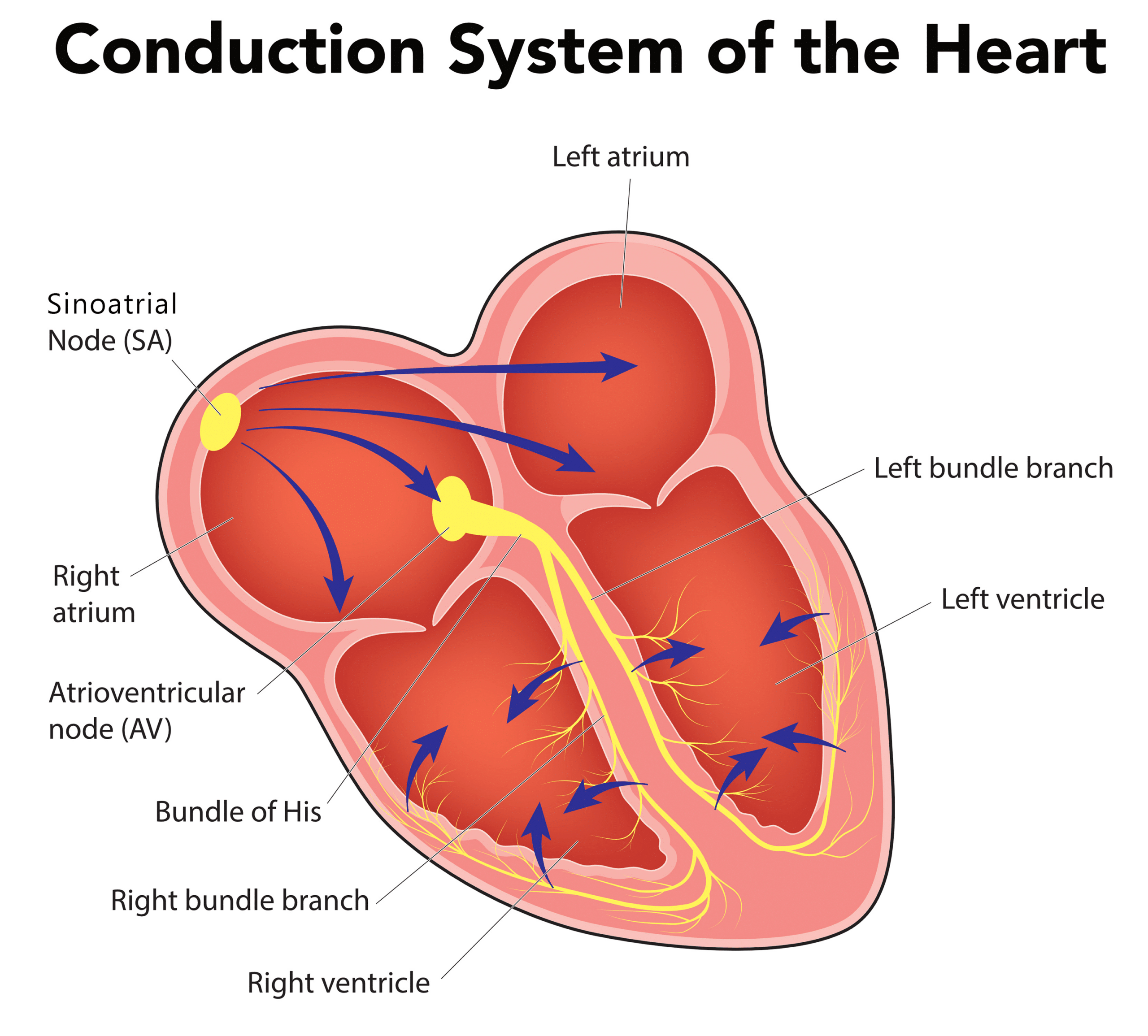 Heart’s AV node and conduction pathway.