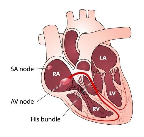 Beta-blockers slow the heart rate - diagram of the heart.
