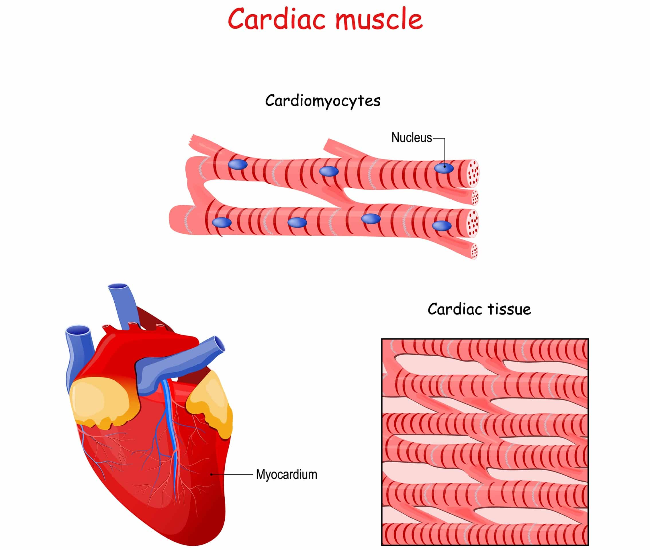 Digoxin interactions with the heart.