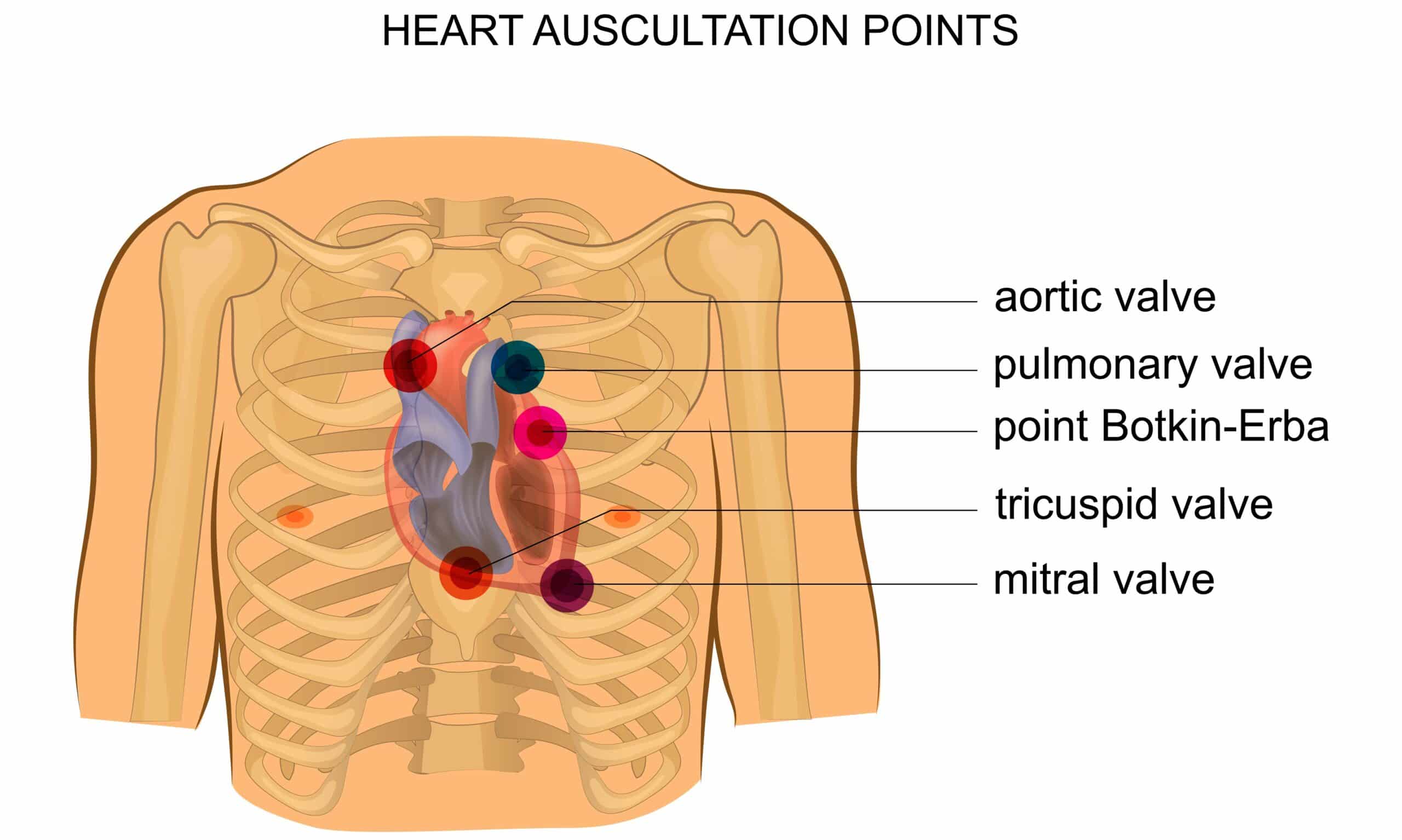 Heart auscultation - diagram of heart valves.