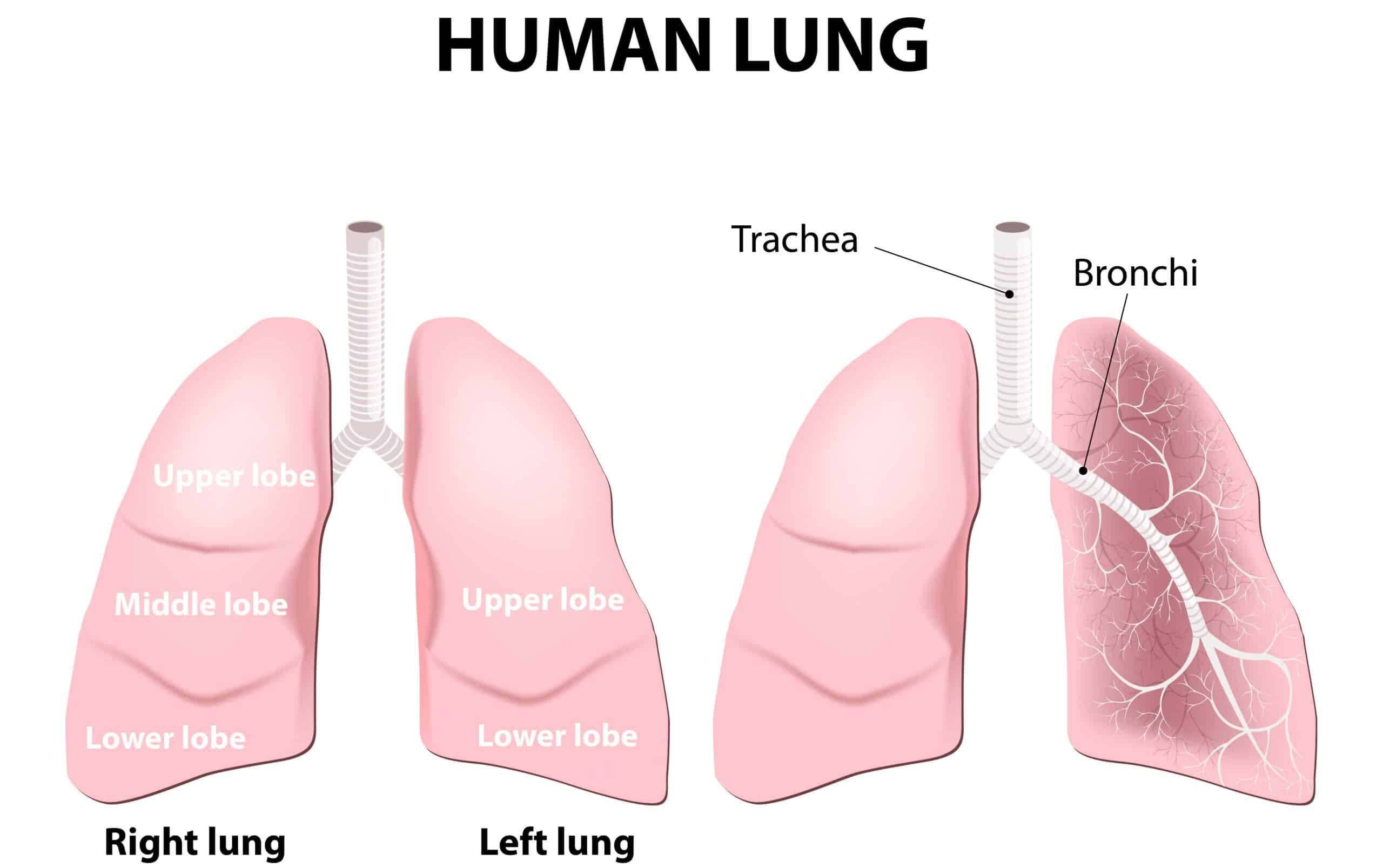 Human lung - diagram of right and left lobes.