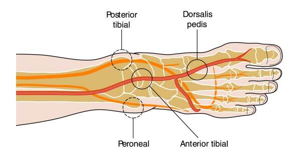 Pedal pulses - diagram of foot.