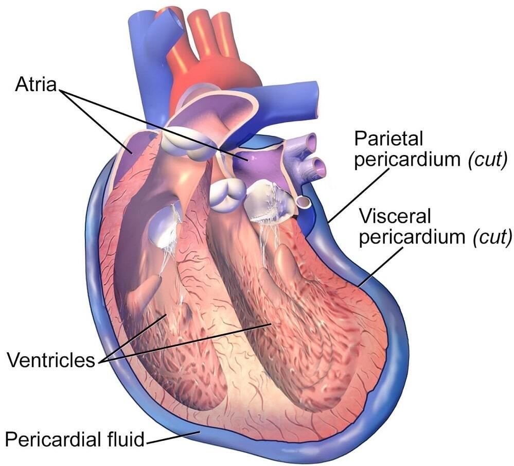 Pericardial fluid diagram.