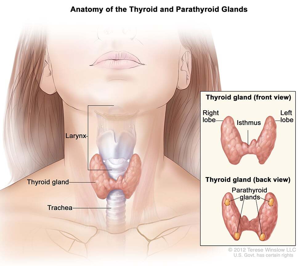 Hyperthyroidism vs. Hypothyroidism