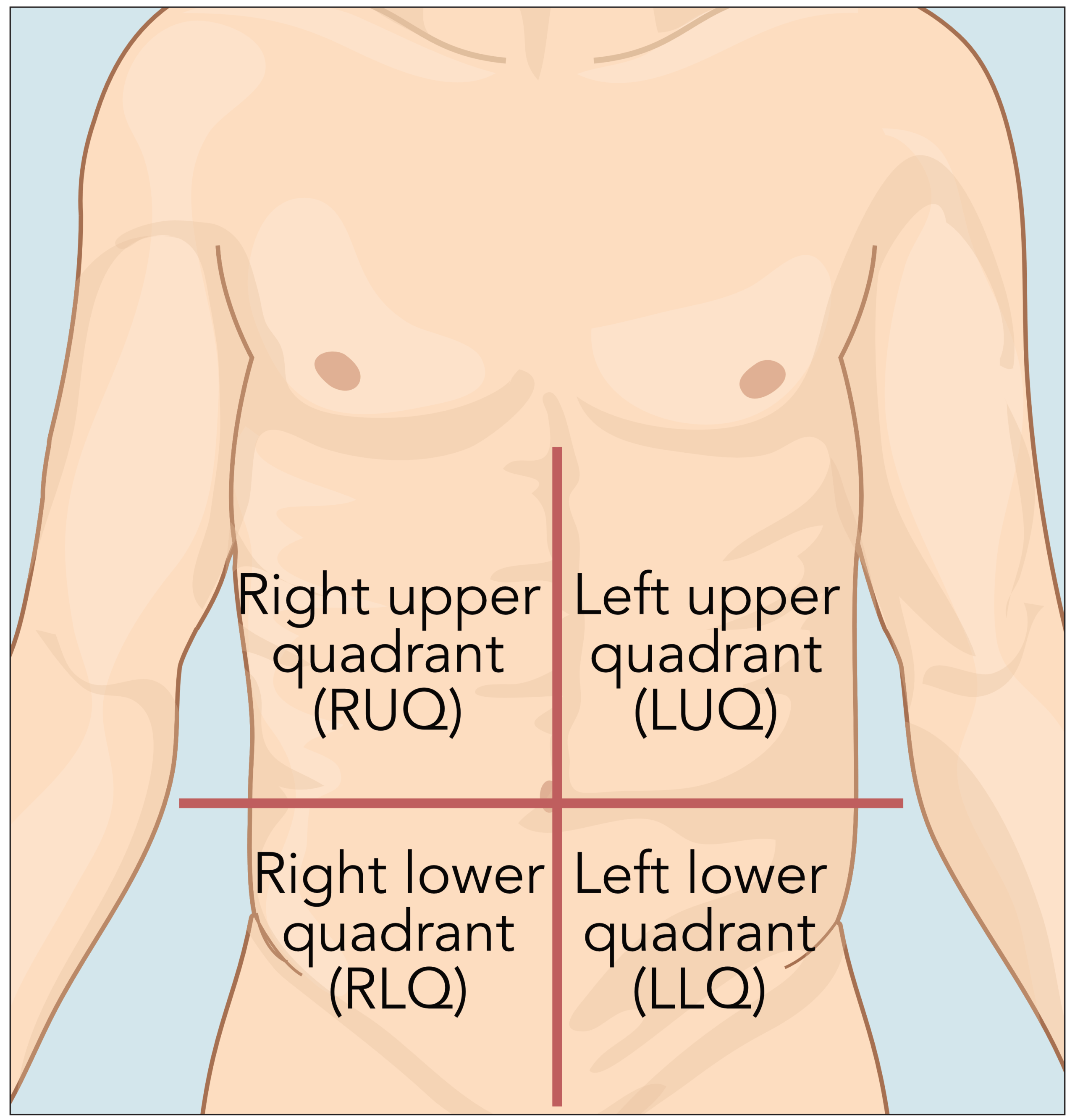 Abdominal quadrants - human torso diagram.