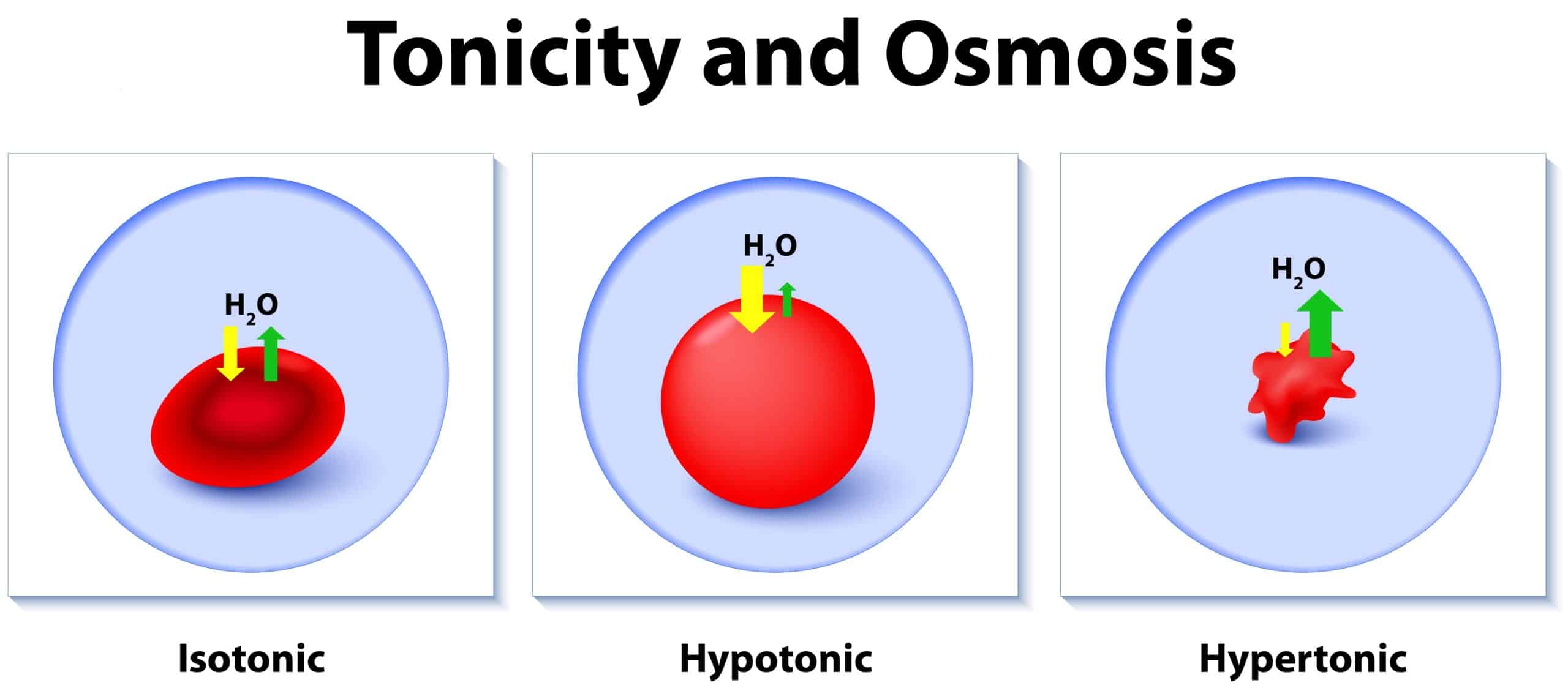 Hypotonic fluids cause cells to swell while hypertonic pull fluid from cells.