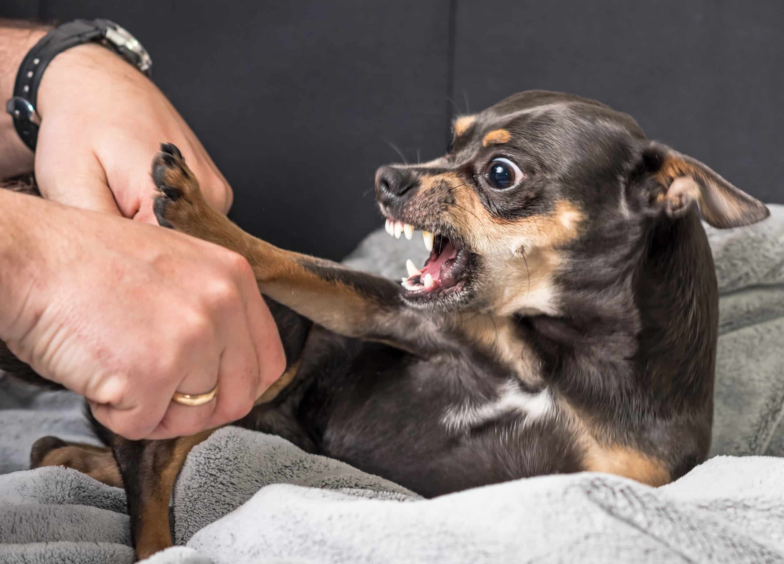 Dog bite injuries most common at head and neck.