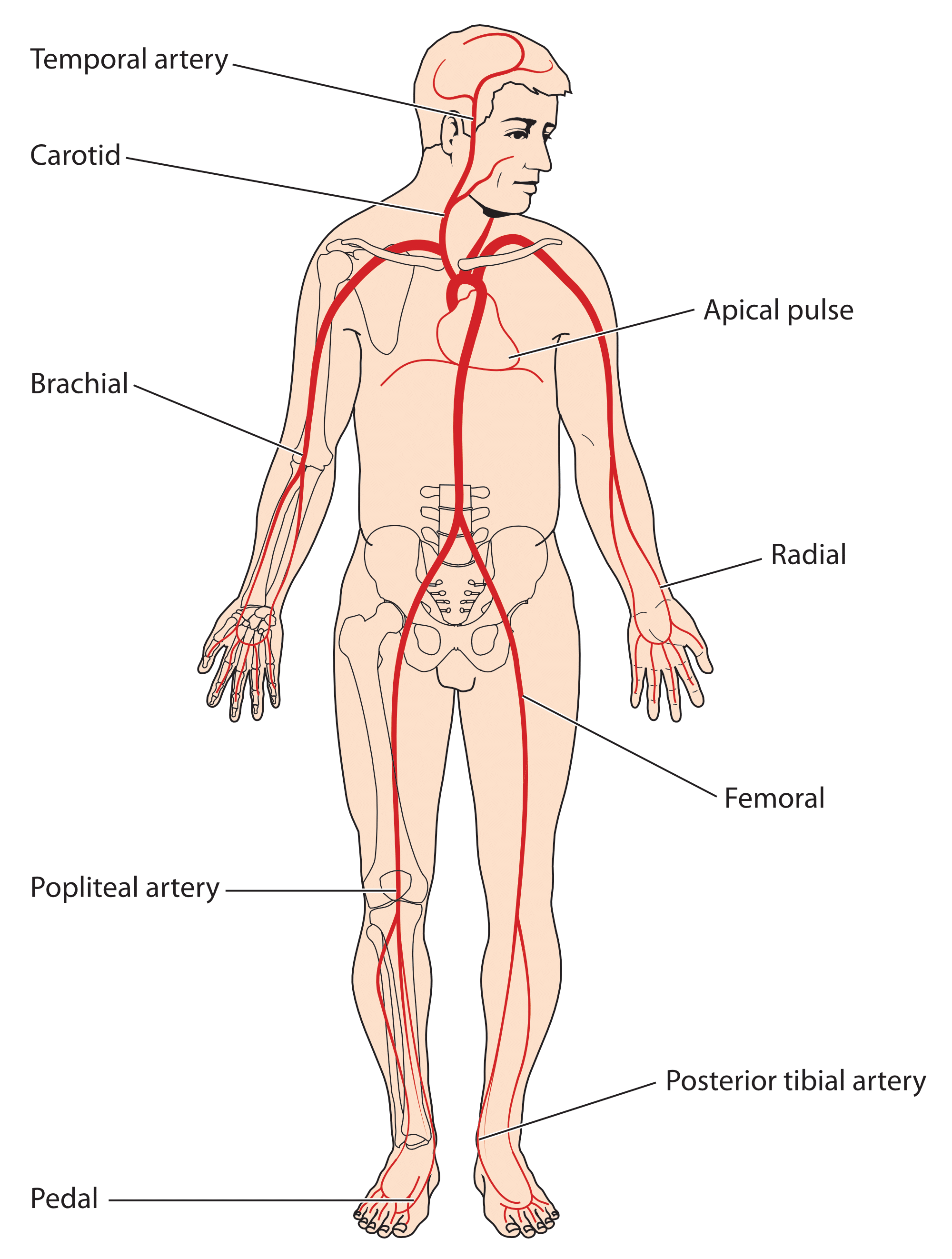 Pulse locations.