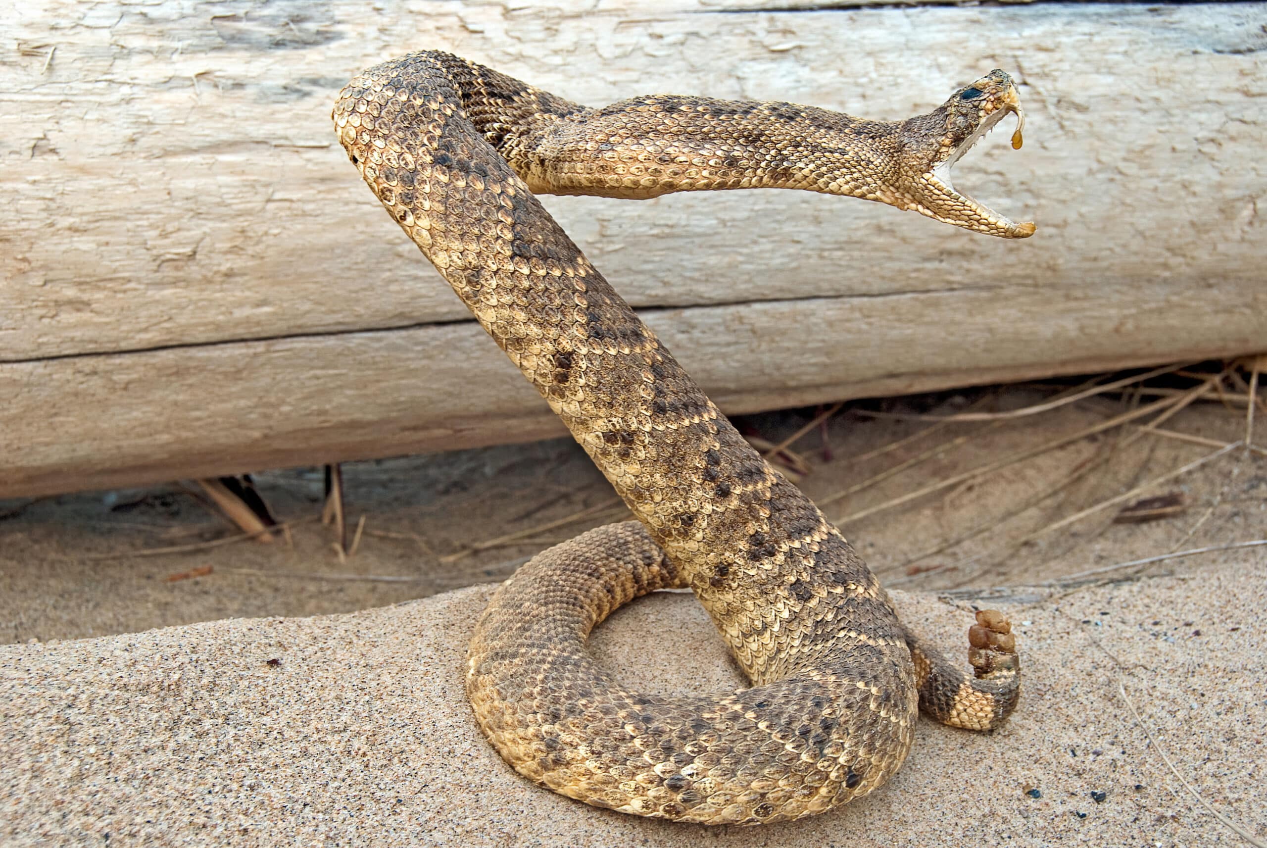 Snake ready to strike.