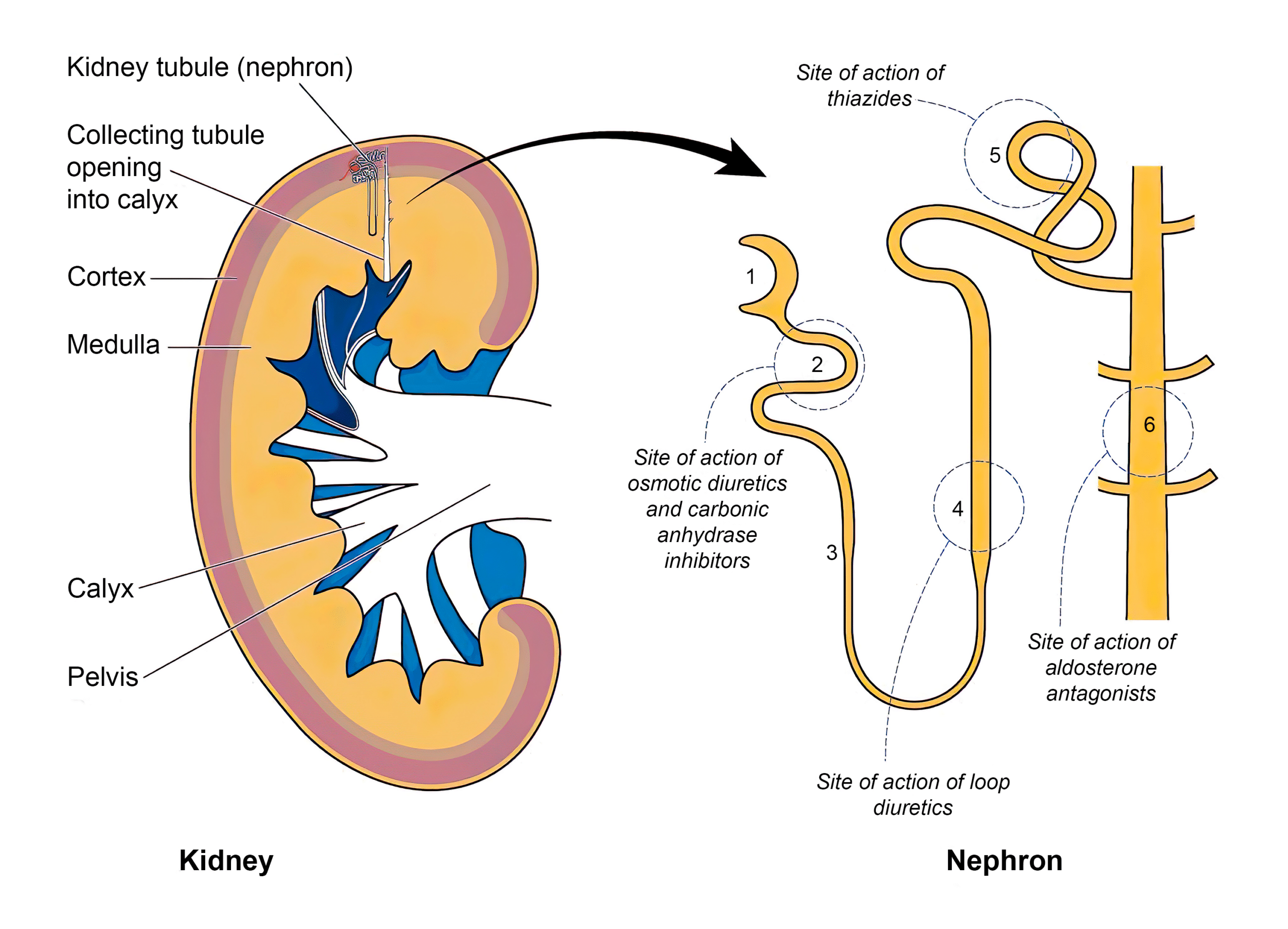 Potassium-sparing diuretics act at the nephrons - kidney diagram.