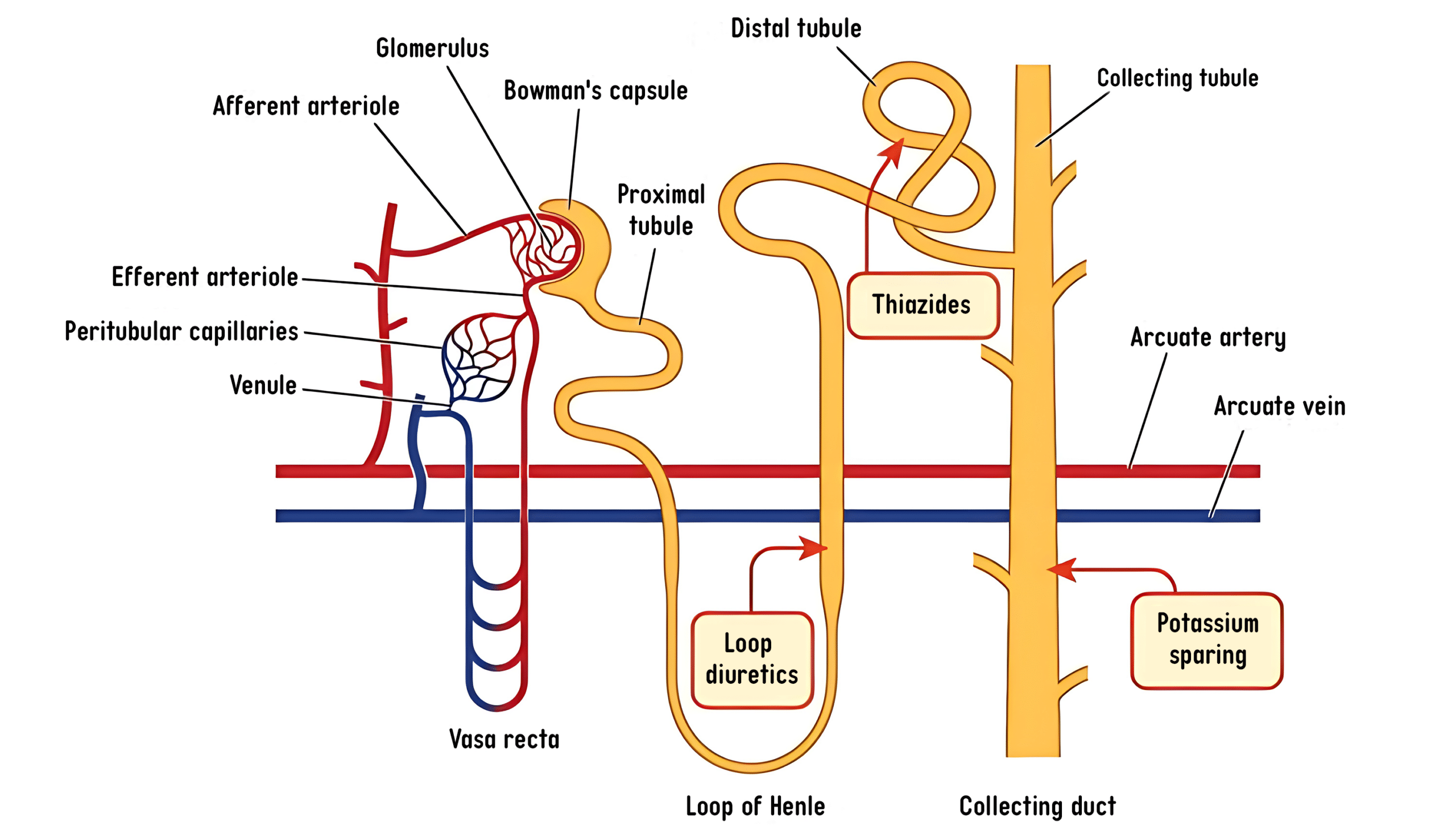 Sites of action for classes of diuretics - flow chart.