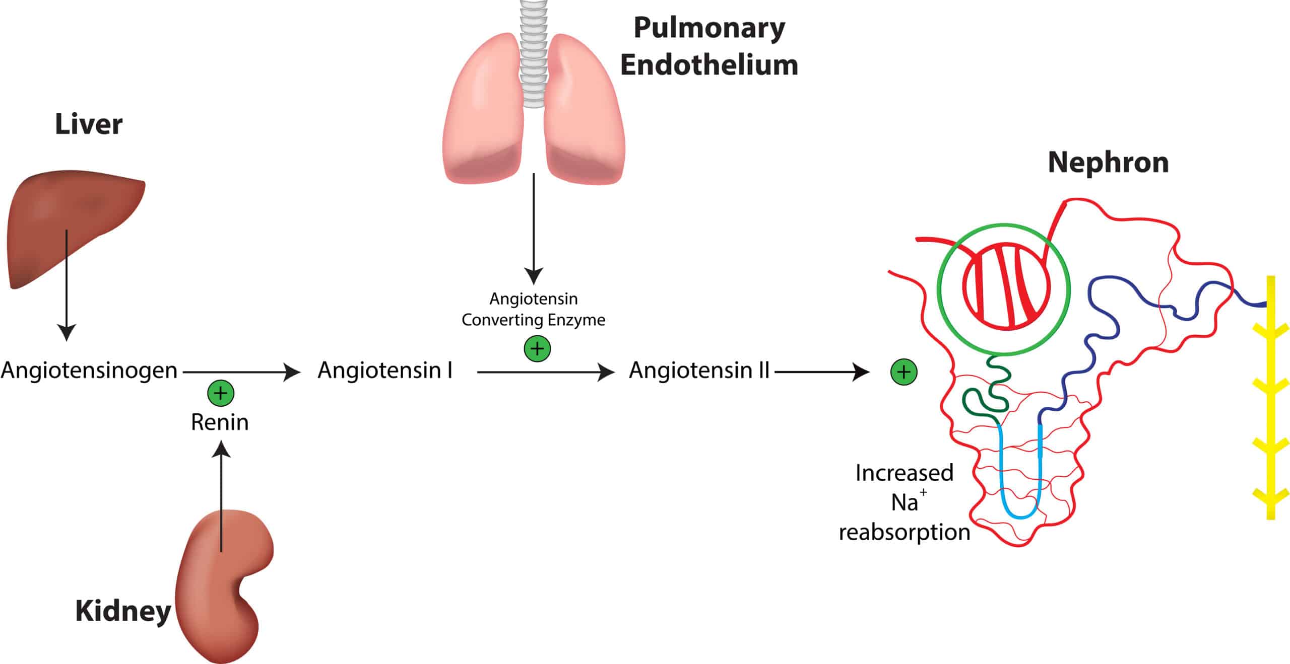 Renin-Angiotensin-Aldosterone  System (RAAS)